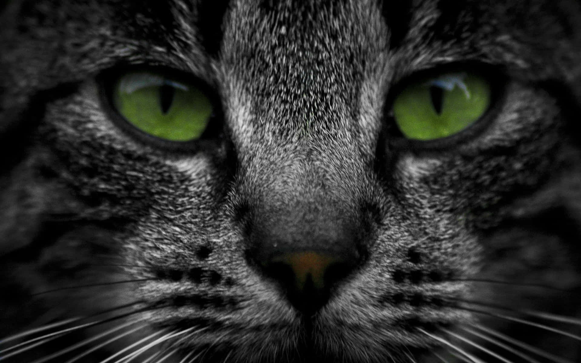 Green Eyes On Tabby Cat