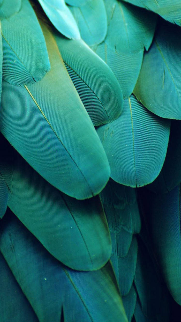 Green Feathers Iphone Ios 10 Background