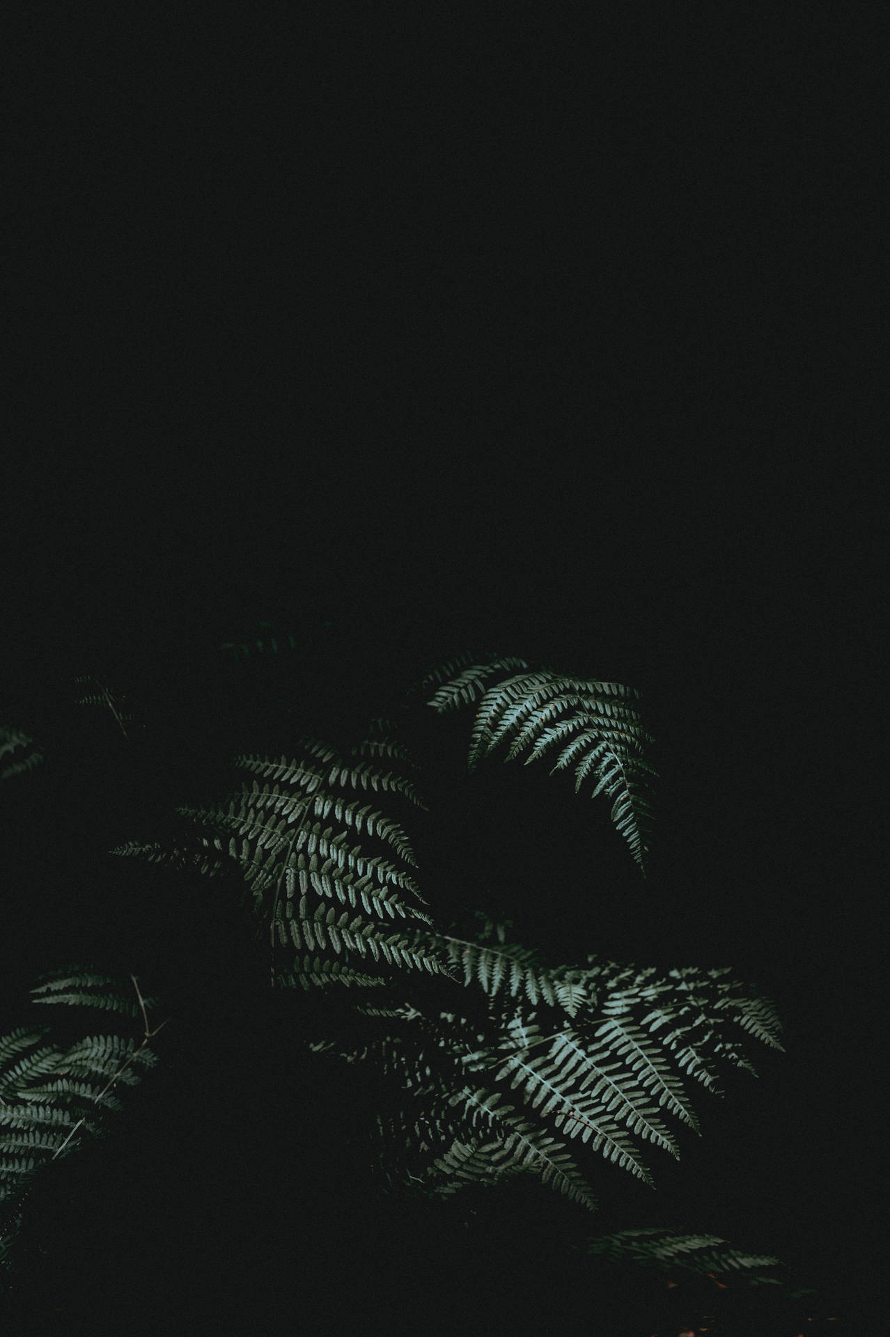 Green Ferns Minimal Dark Iphone Background