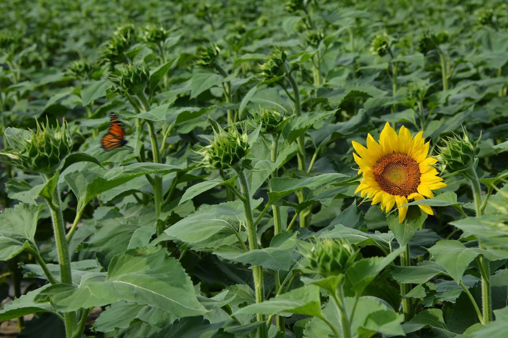 Green Field With A Conspicuous Flower And Butterfly Background