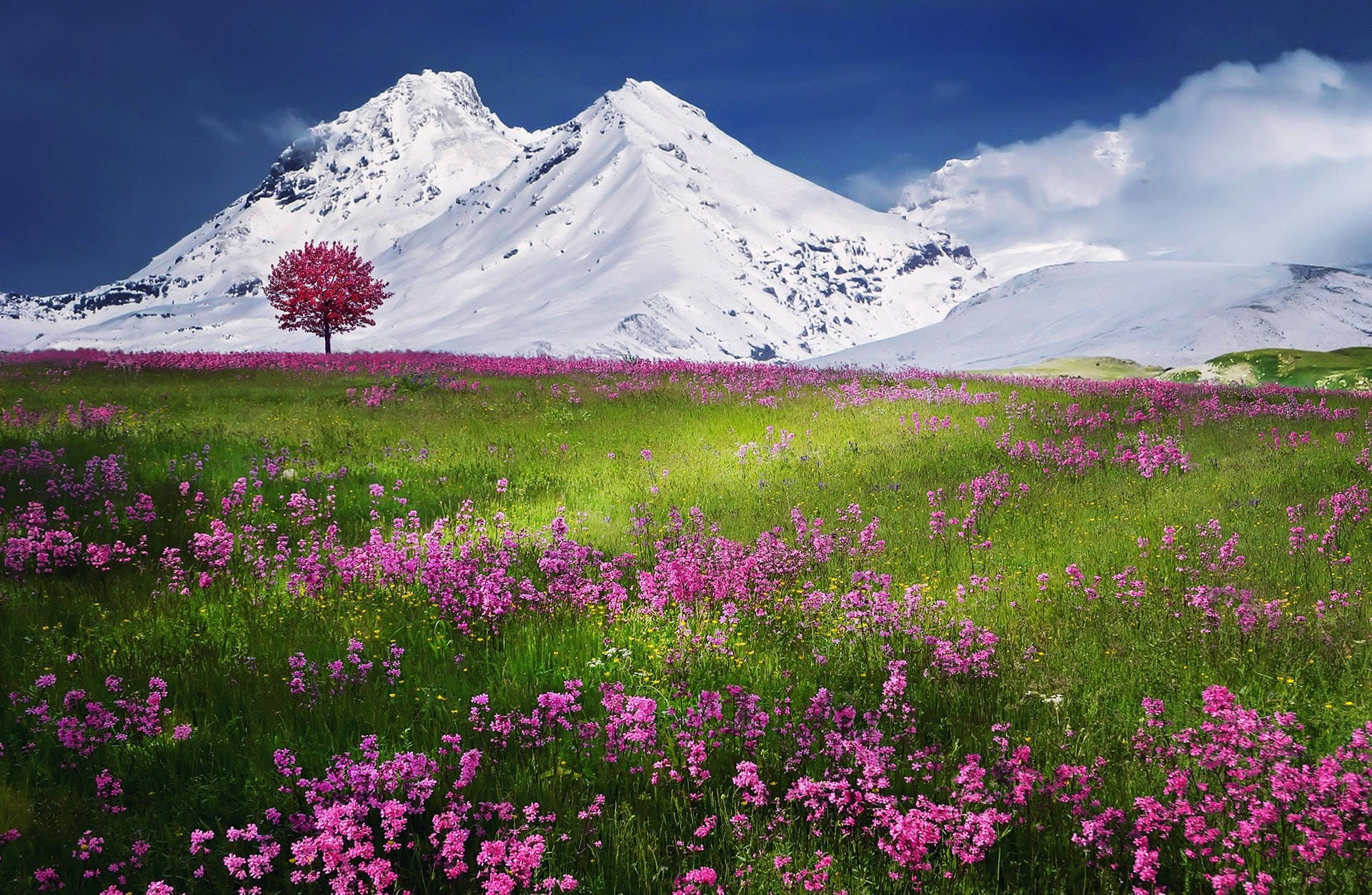 Green Field With Pink Flowers Background