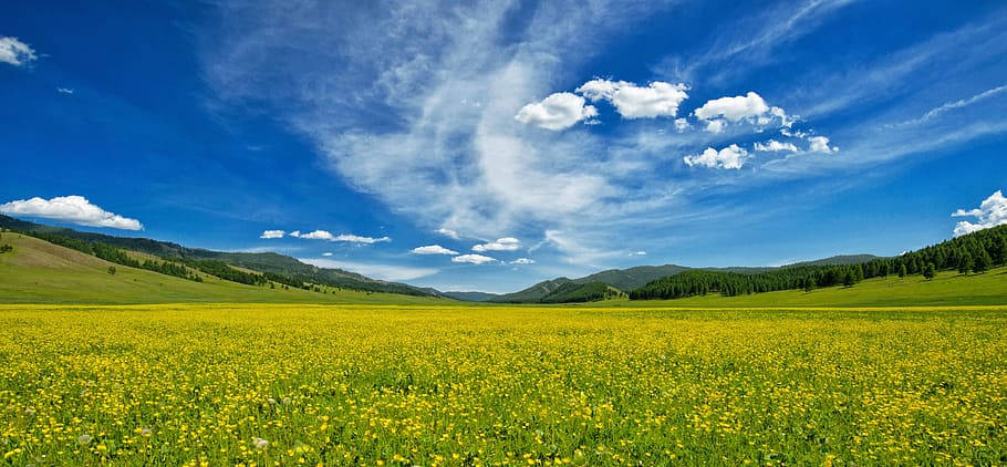 Green Fields Of The Mongolias Background