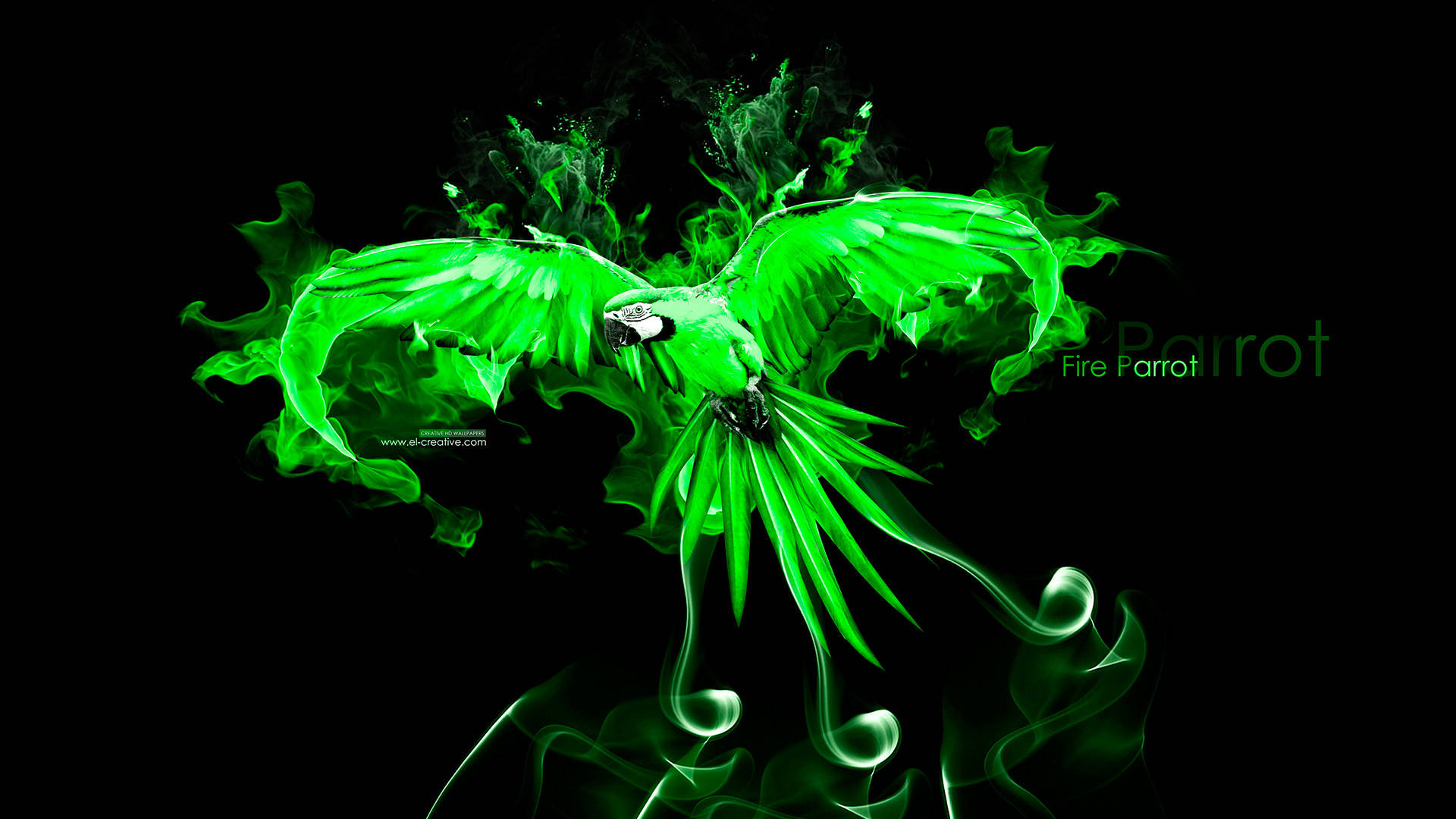 Green Fire Parrot Background