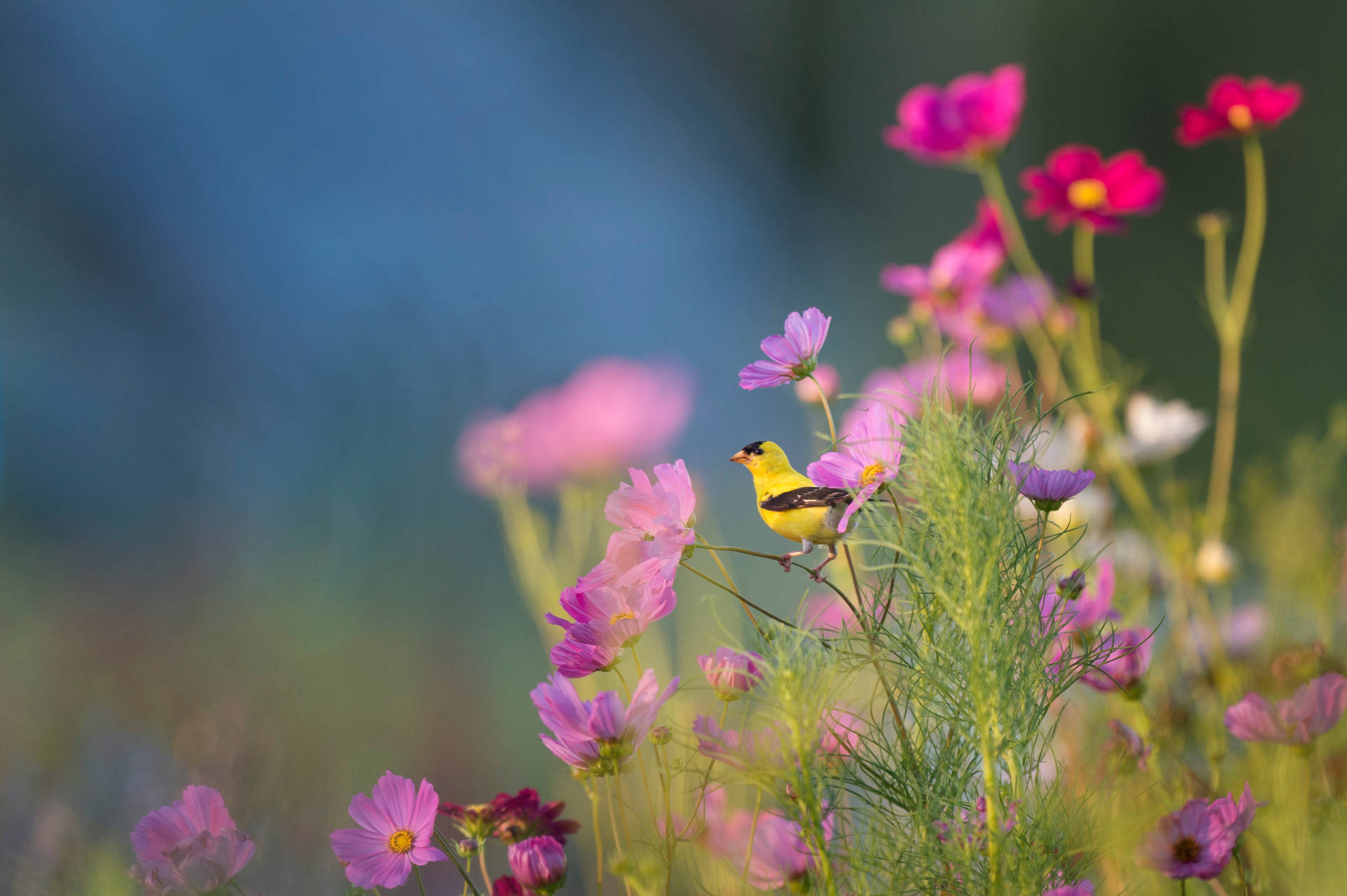 Green Floral Bird Background