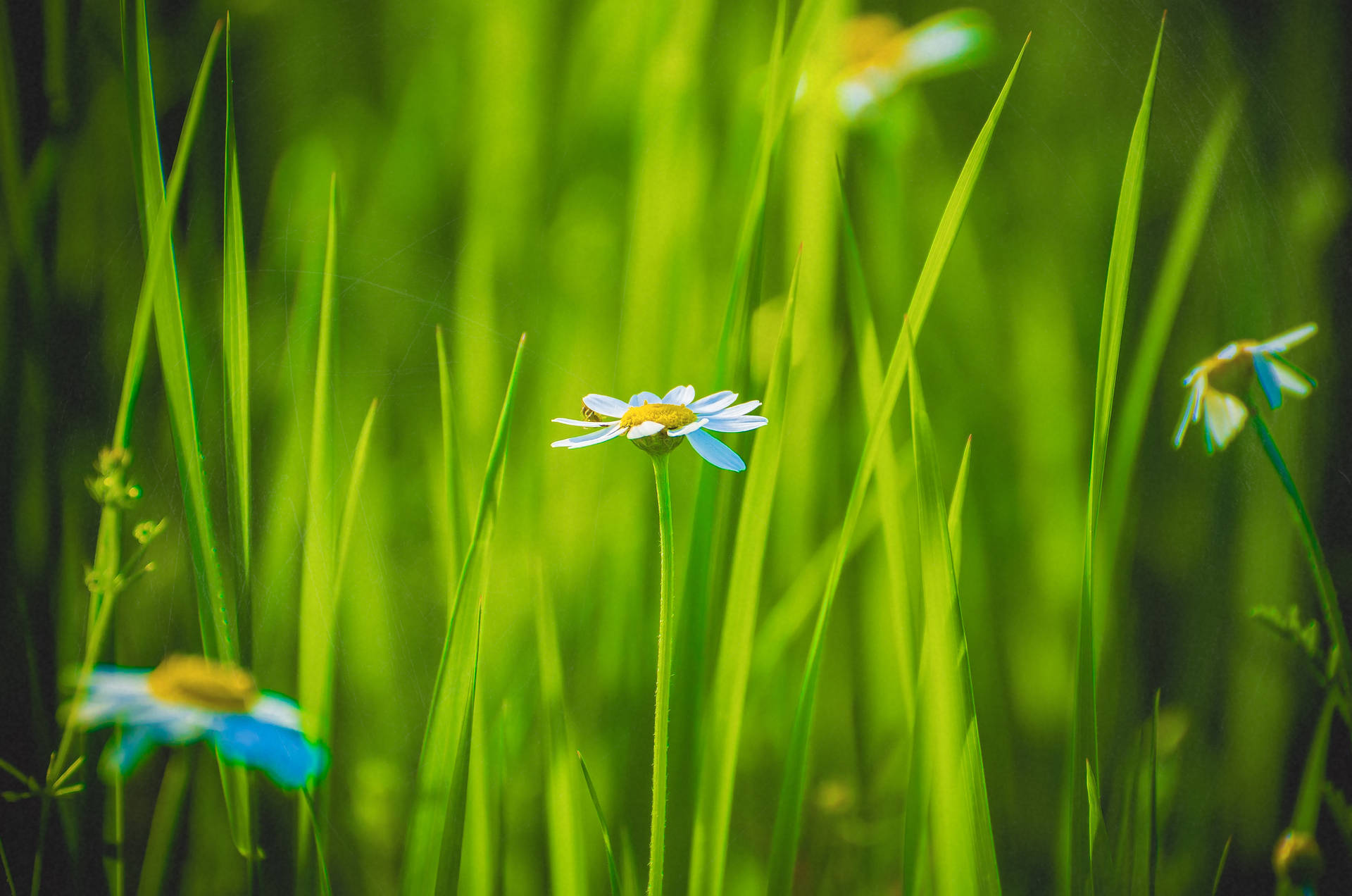 Green Floral Blue Flower Background