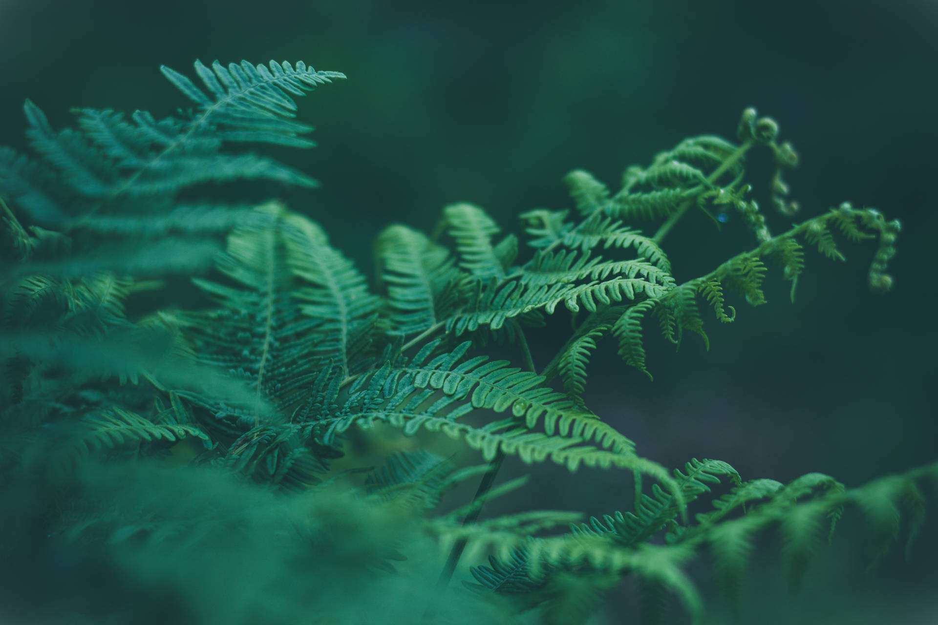 Green Floral Long Plant Background