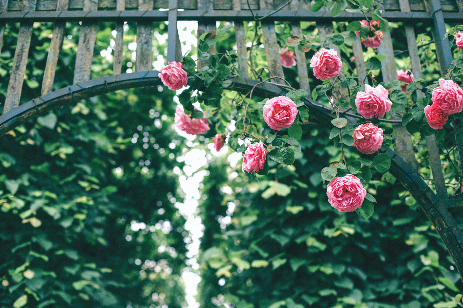 Green Floral Pink Rose Background