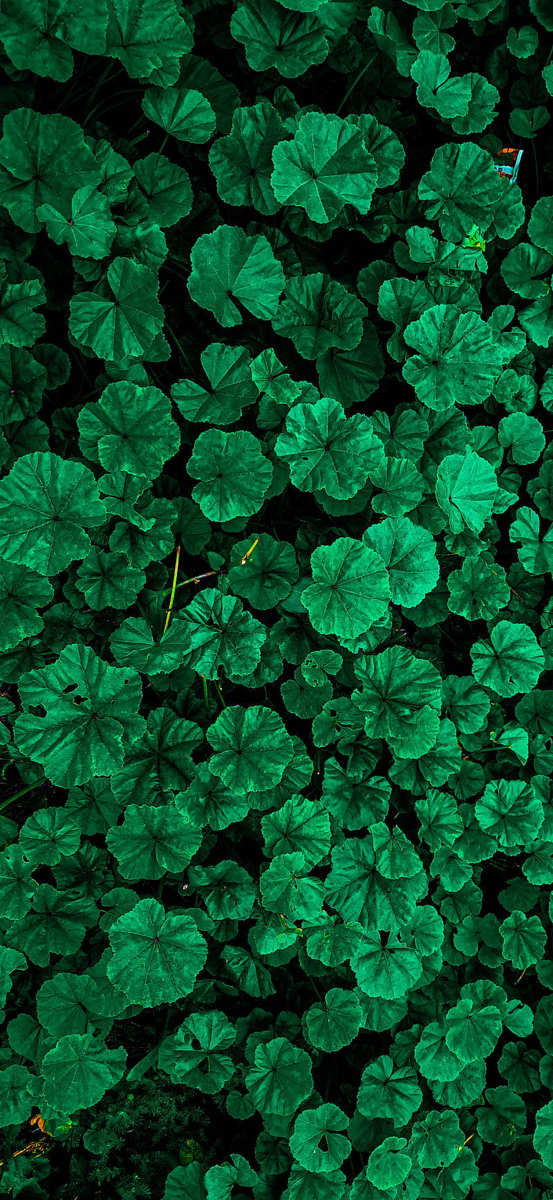 Green Flower Iphone Background