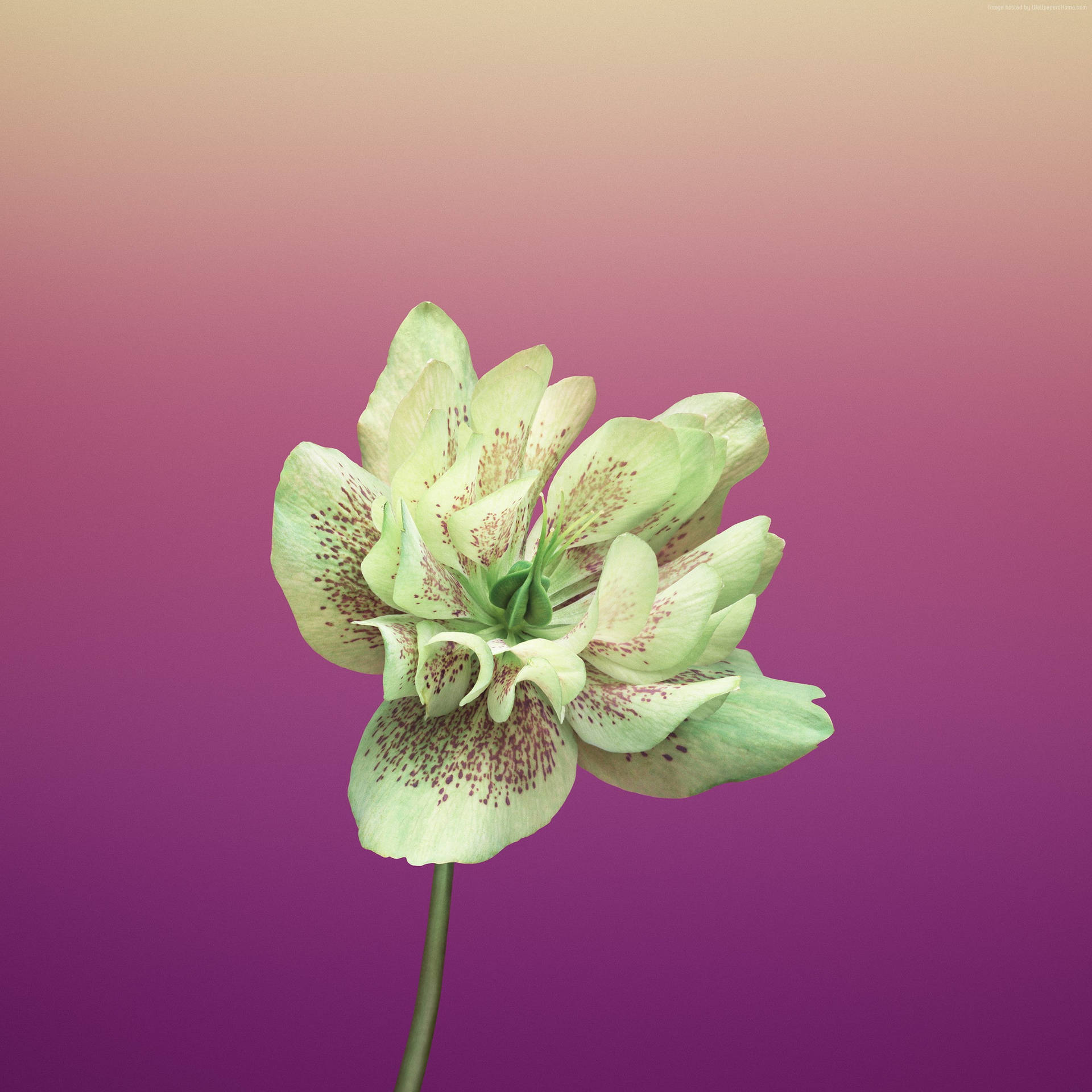Green Flower Iphone X Amoled Background