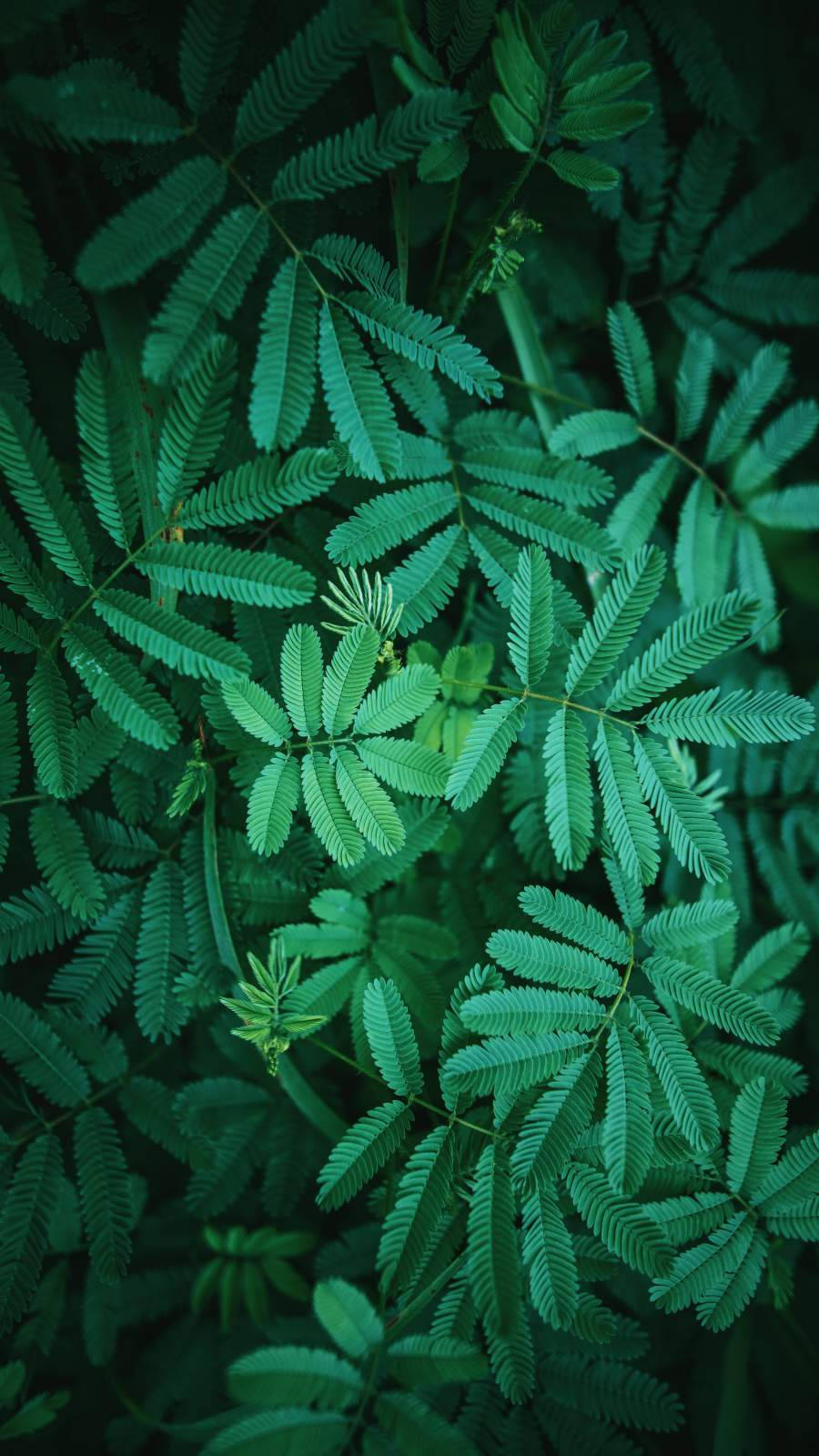 Green Foliage Leaves Iphone Background