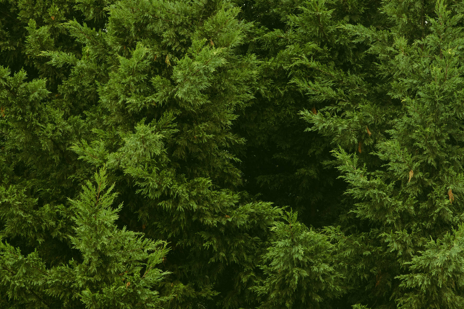 Green Forest Aesthetic Background