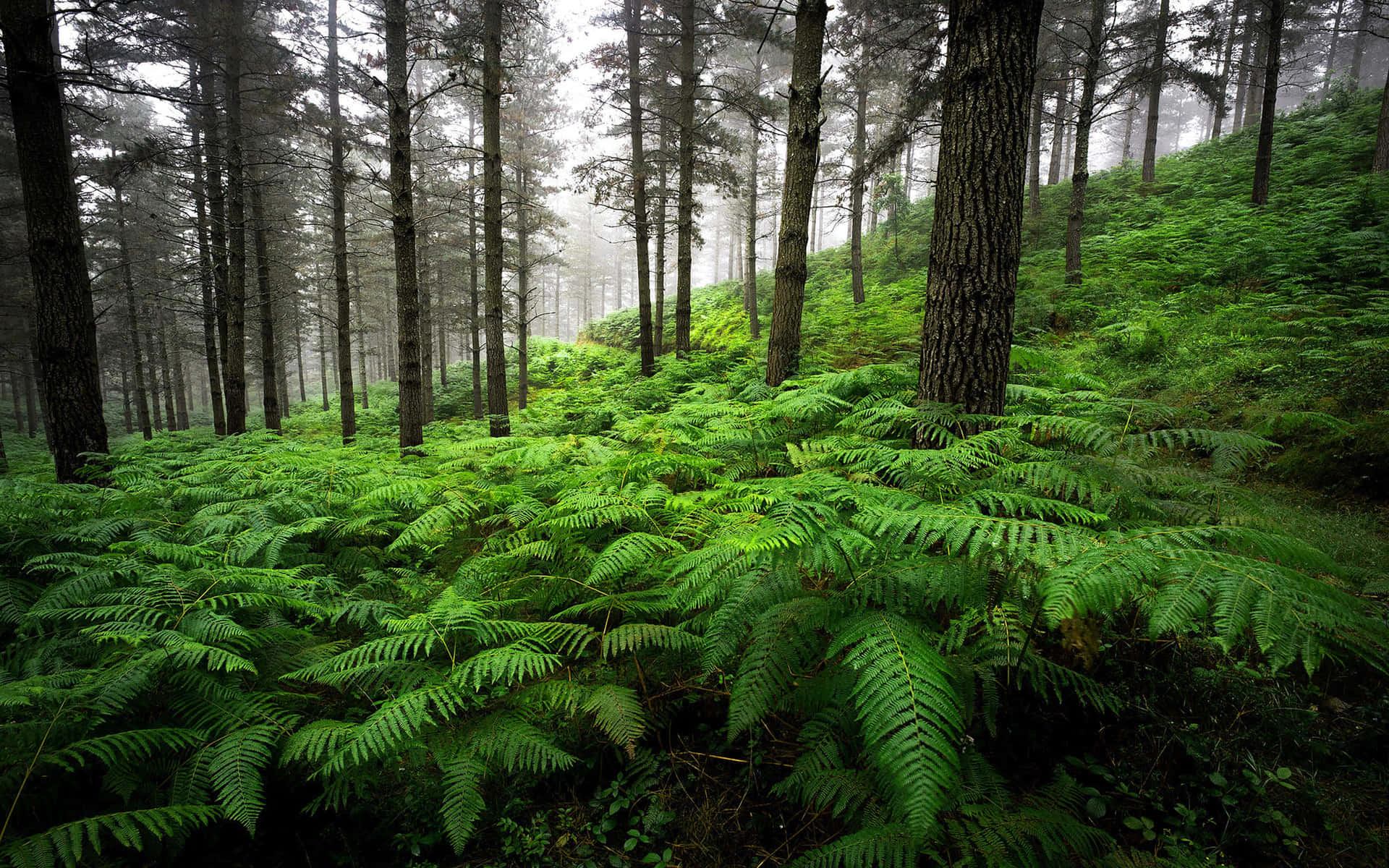 Green Forest Ferns Background