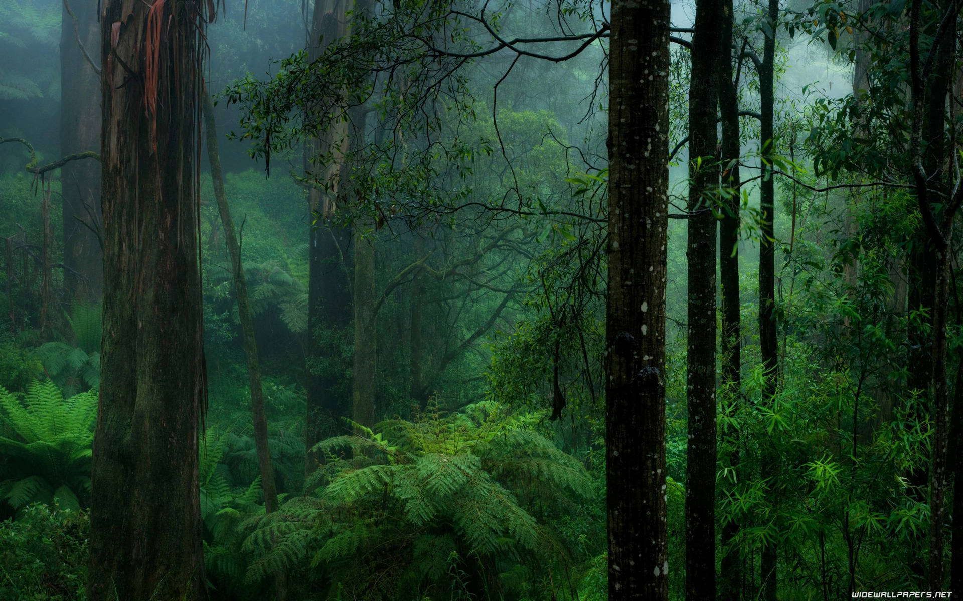 Green Forest In Congo Background