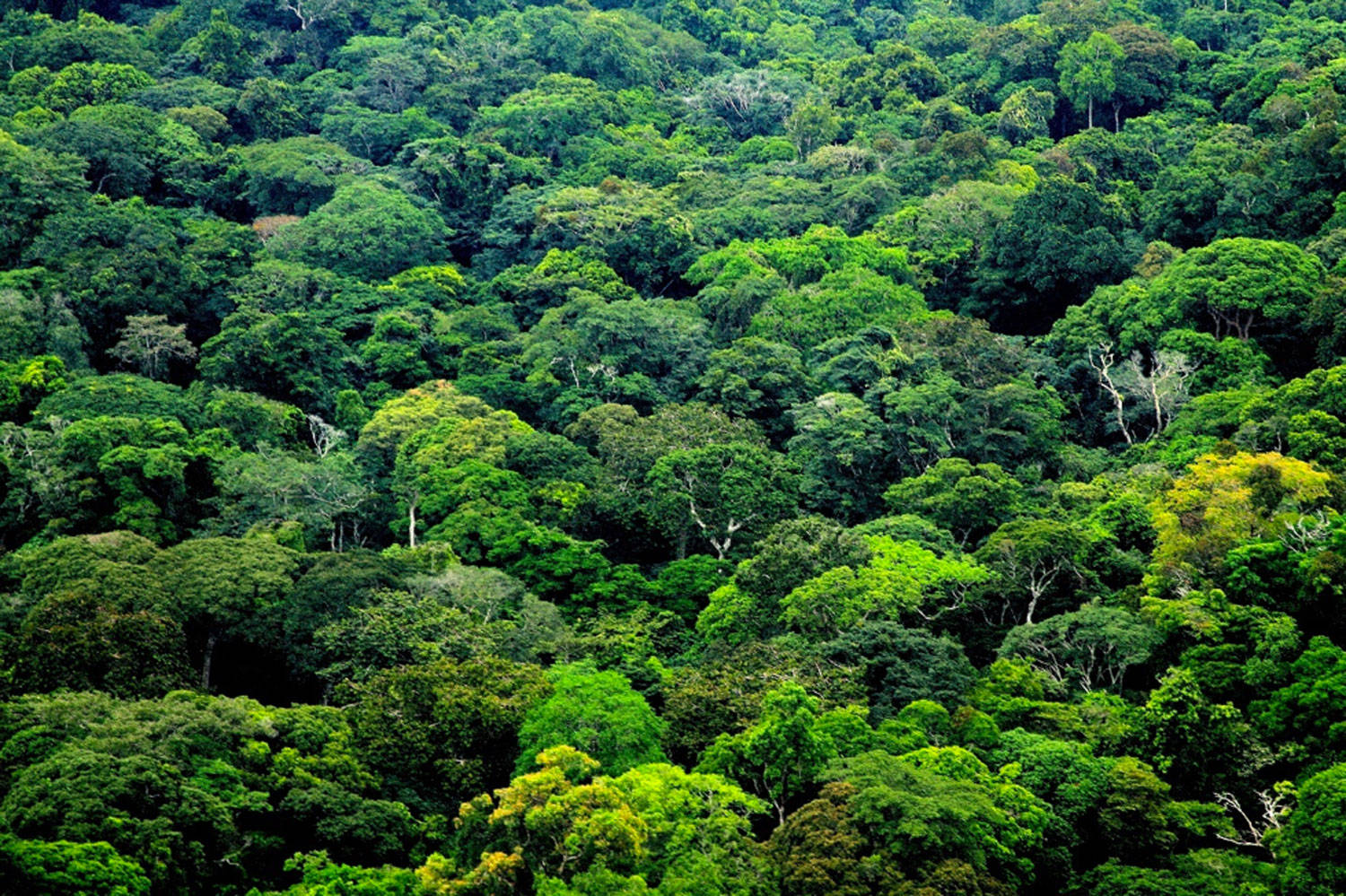 Green Forest In Gabon Background