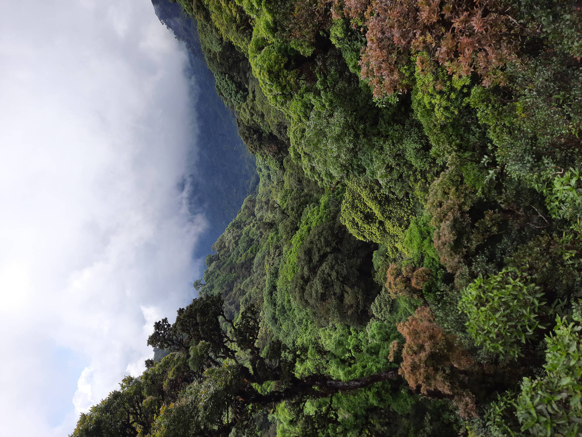 Green Forest In Honduras Background