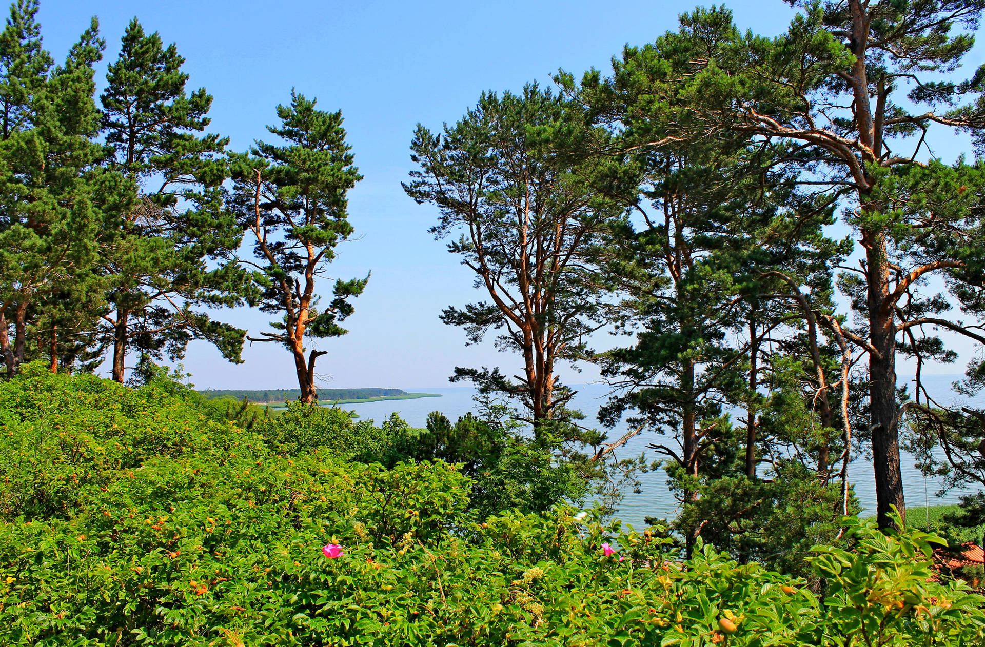 Green Forest In Nida Lithuania