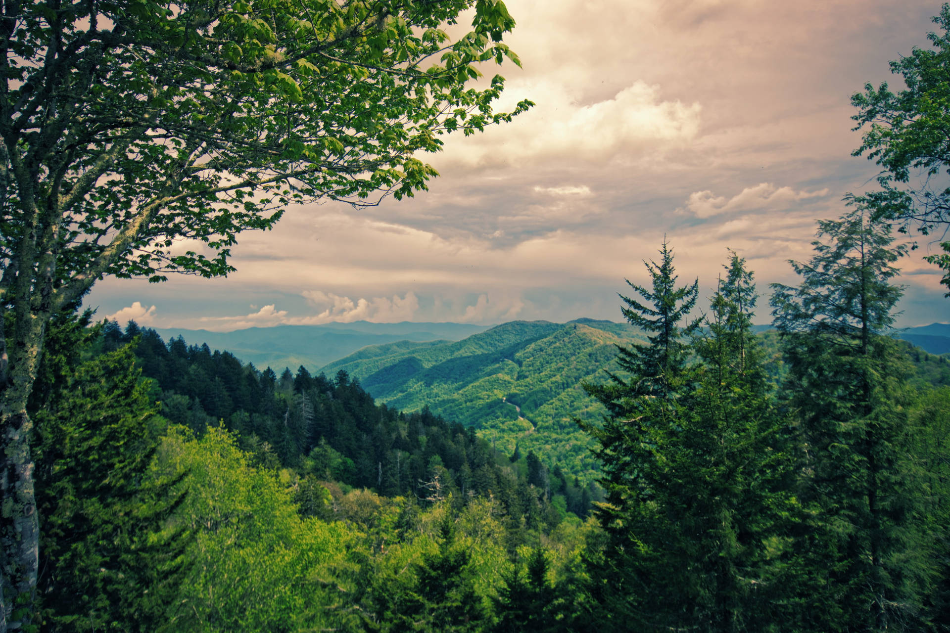 Green Forest In Smoky Mountains Background