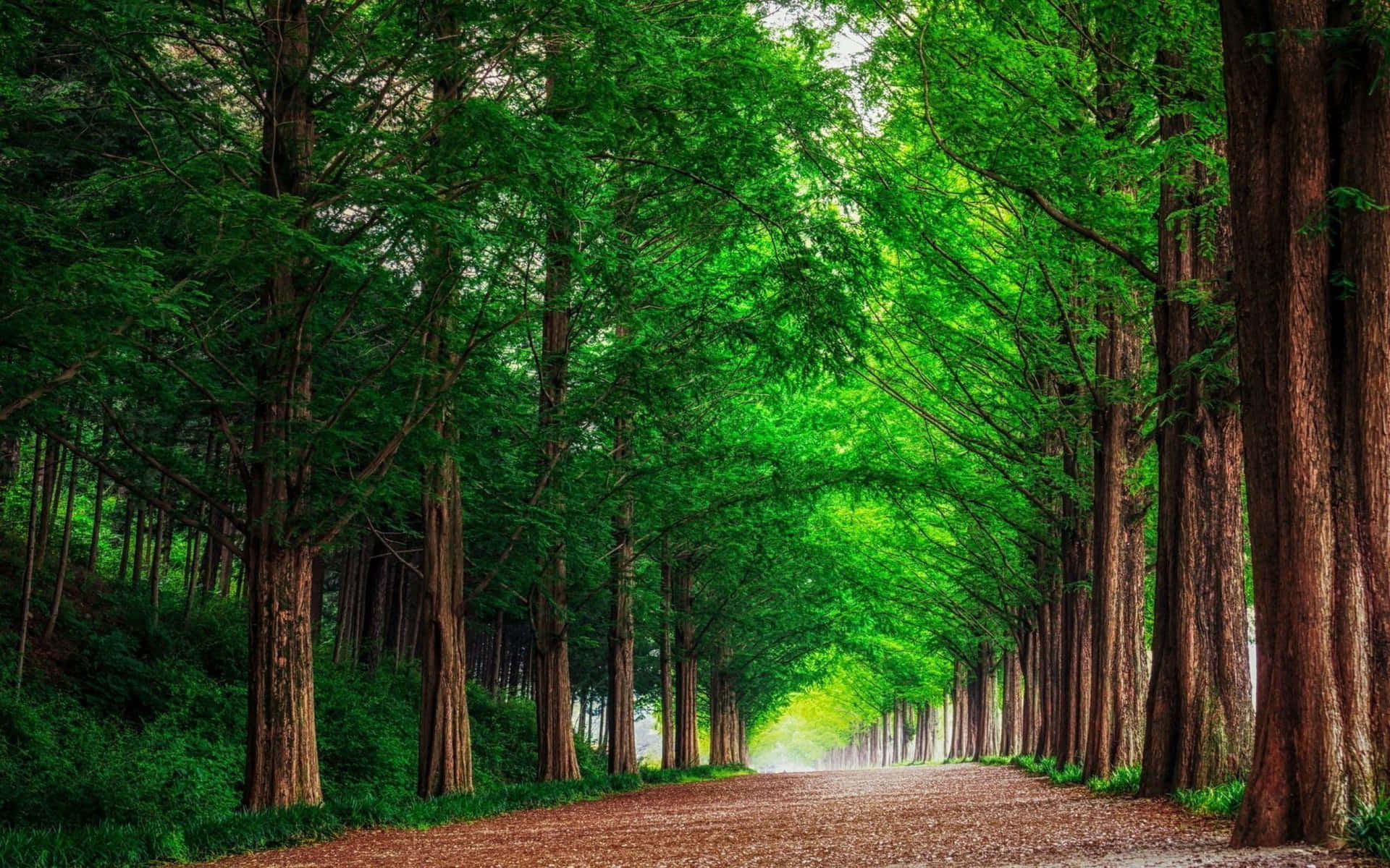 Green Forest Lined With Trees Background