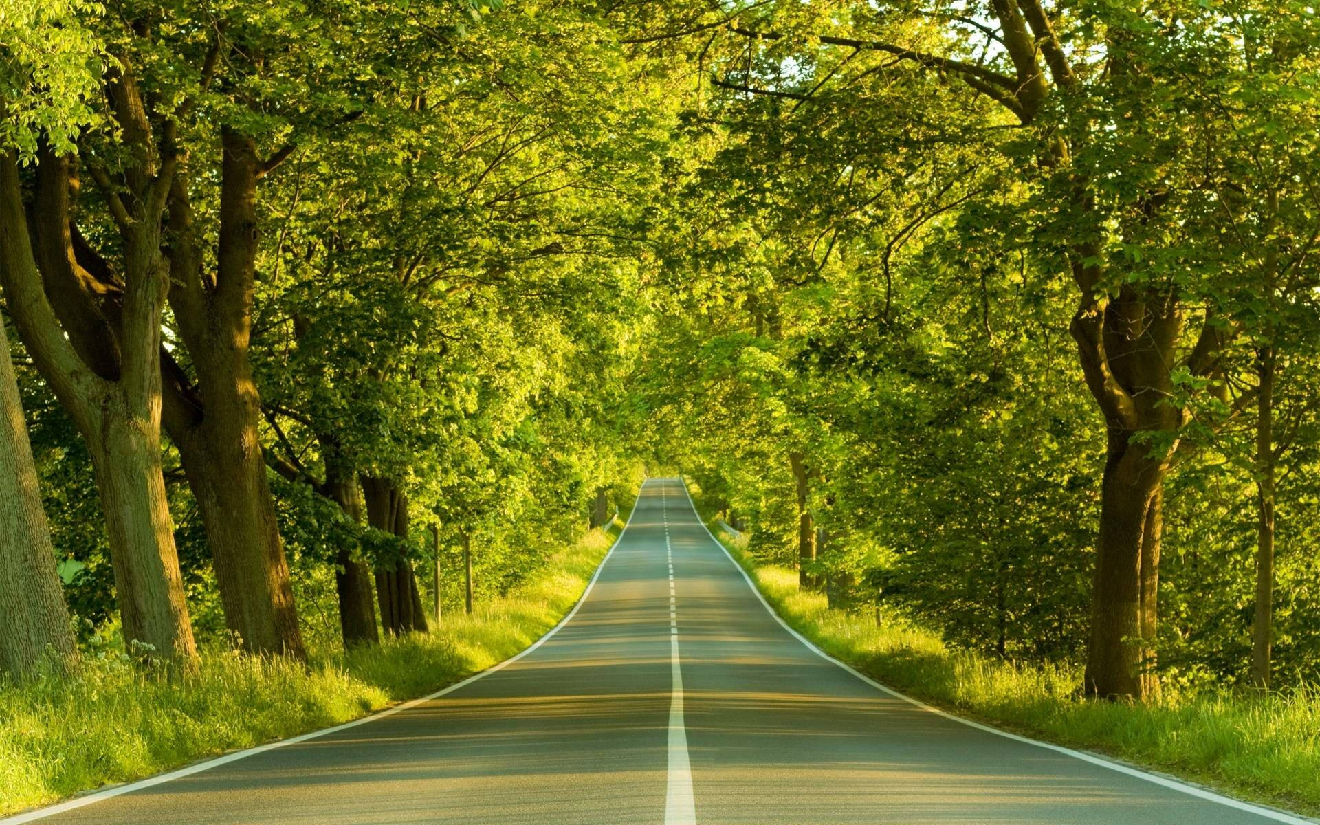 Green Forest Road Best Hd Background