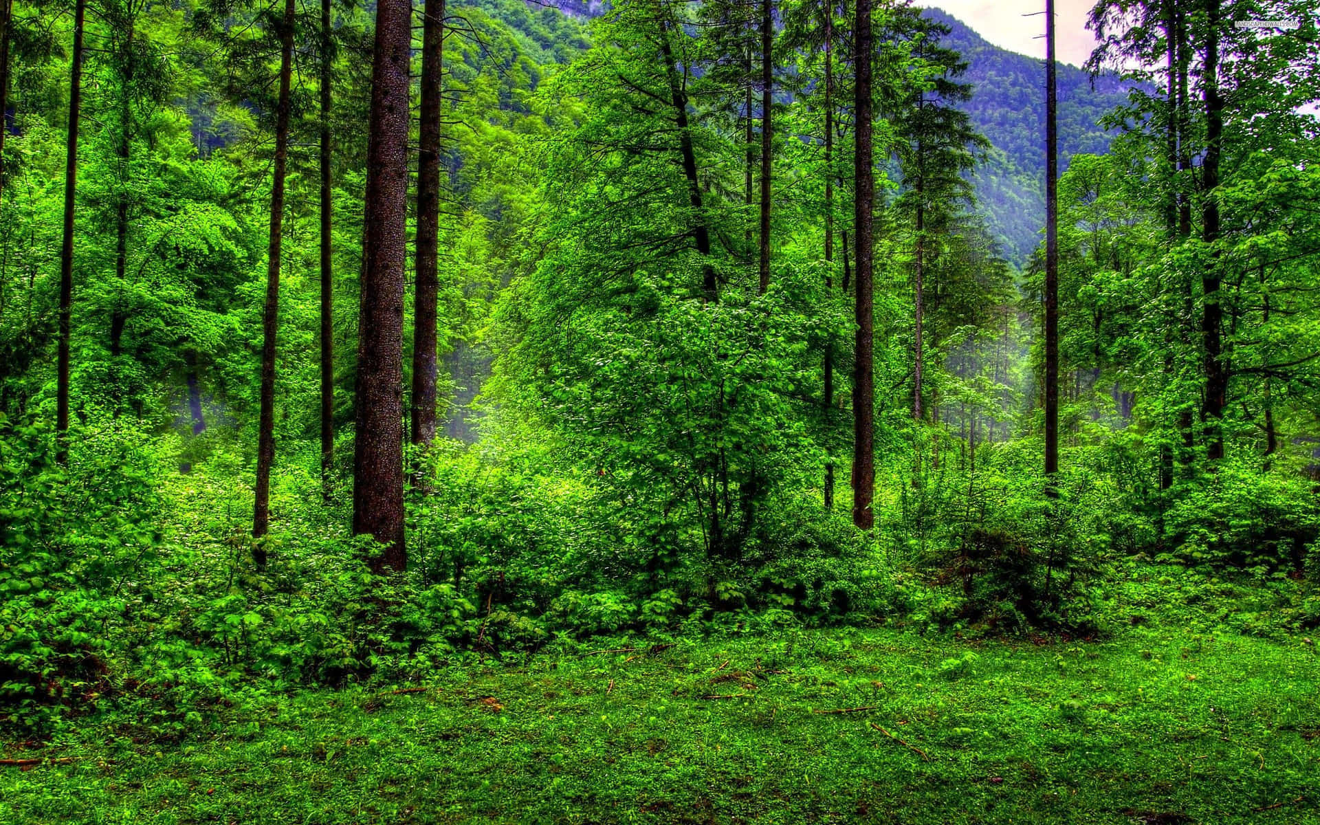 Green Forest Under Clear Sky Background