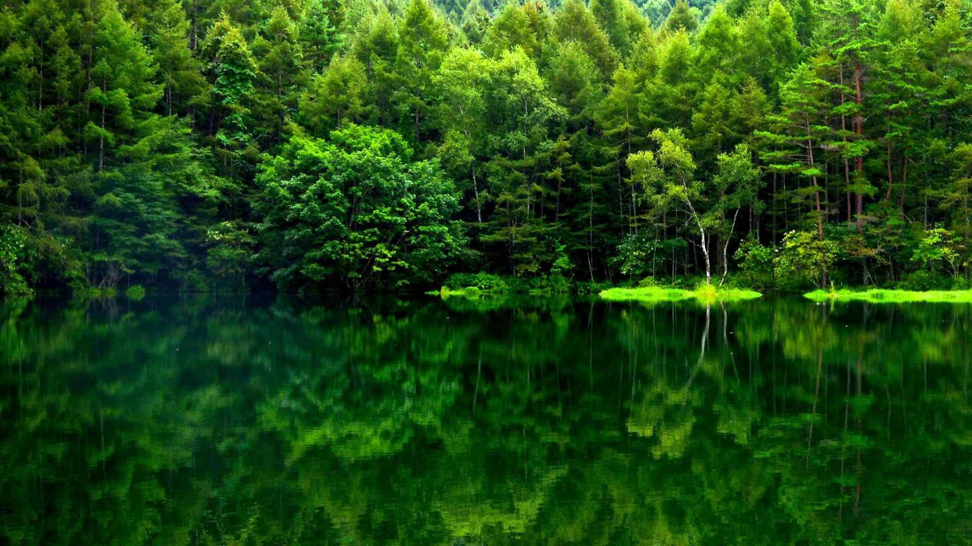 Green Forest View Reflection