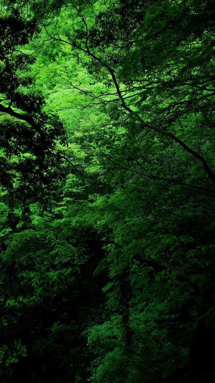 Green Forest Wallpapers Hd Background