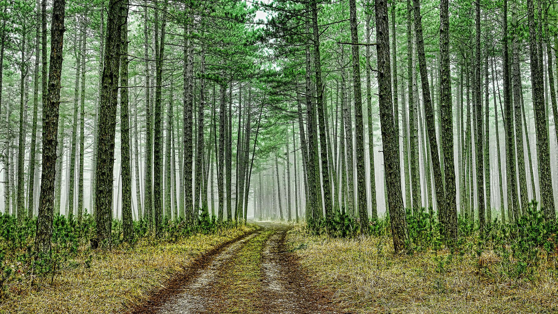 Green Forest With Dirt Road Background