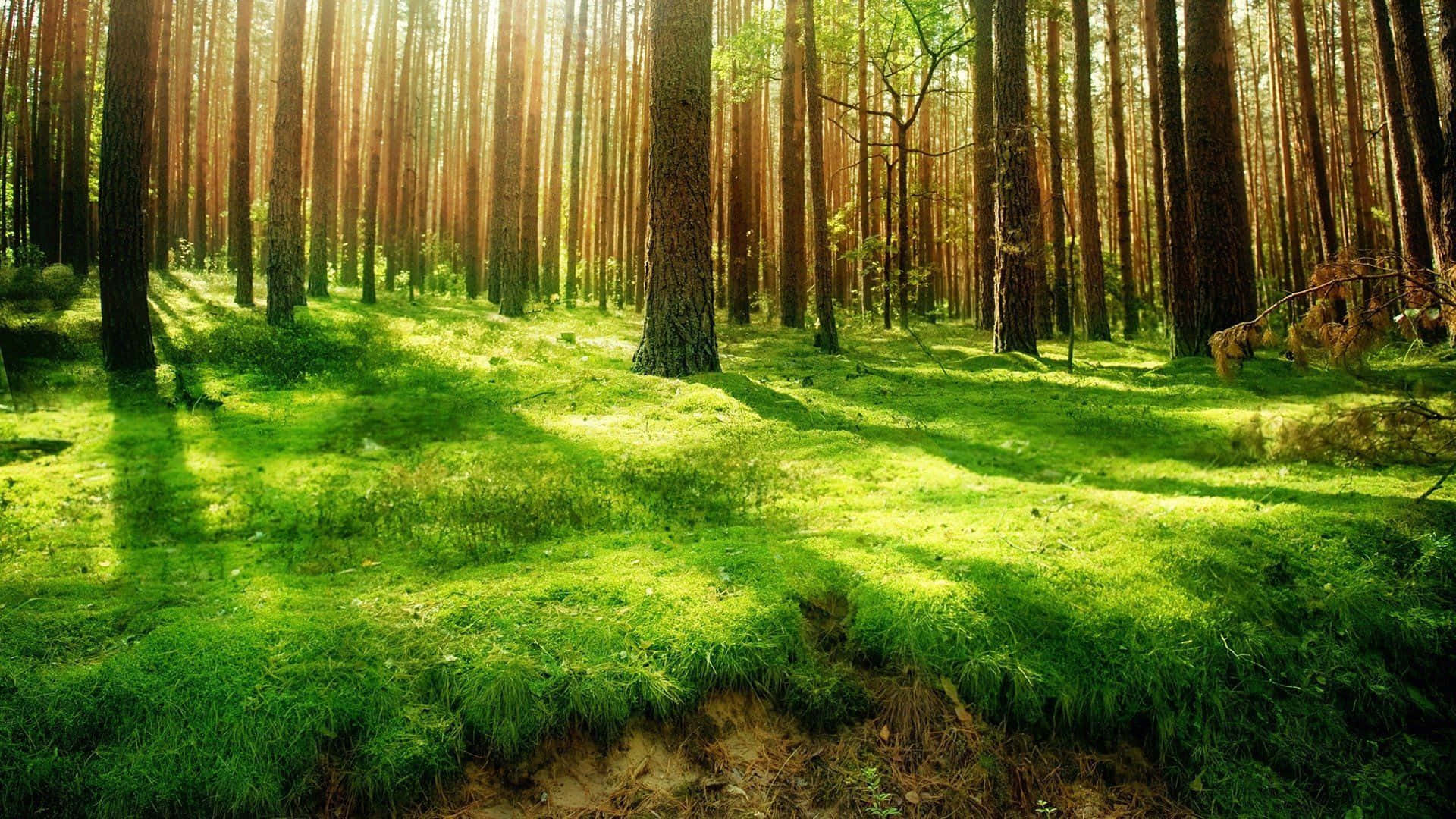 Green Forest With Grass