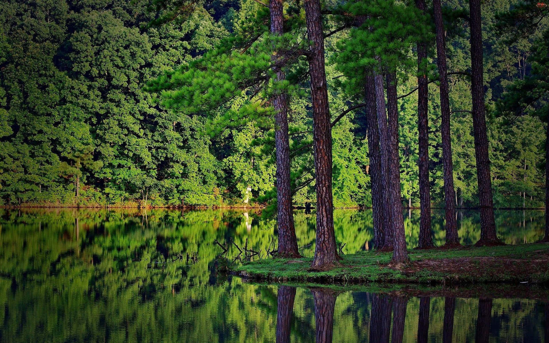 Green Forest With Lake