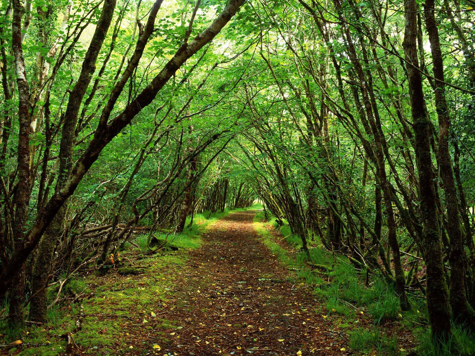 Green Forest With Path