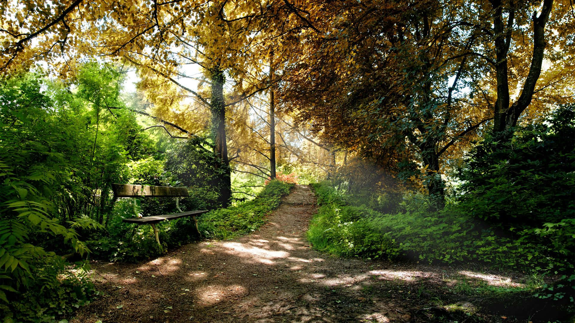 Green Forest With Sunlight Shining