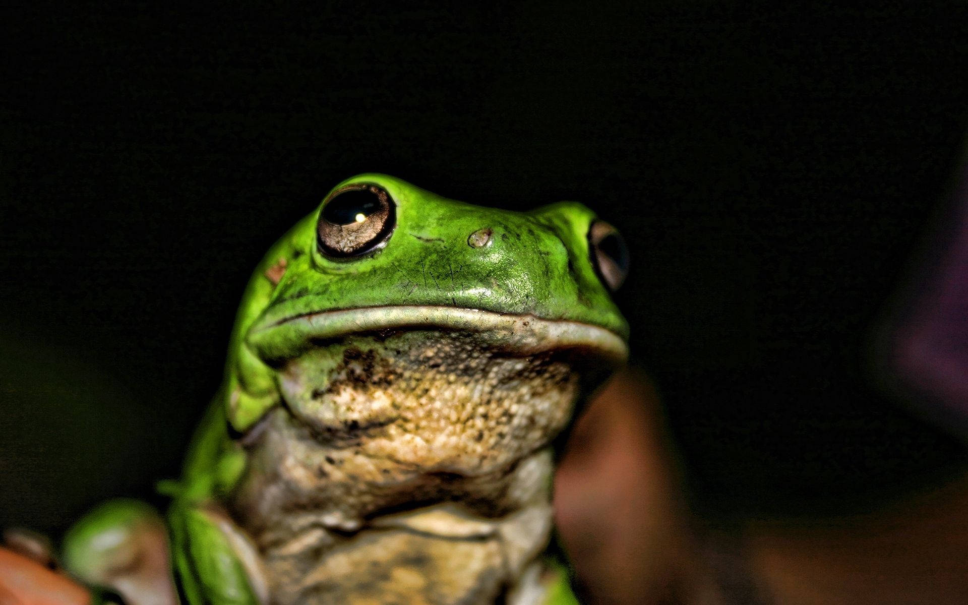 Green Frog In Focus Photography Background