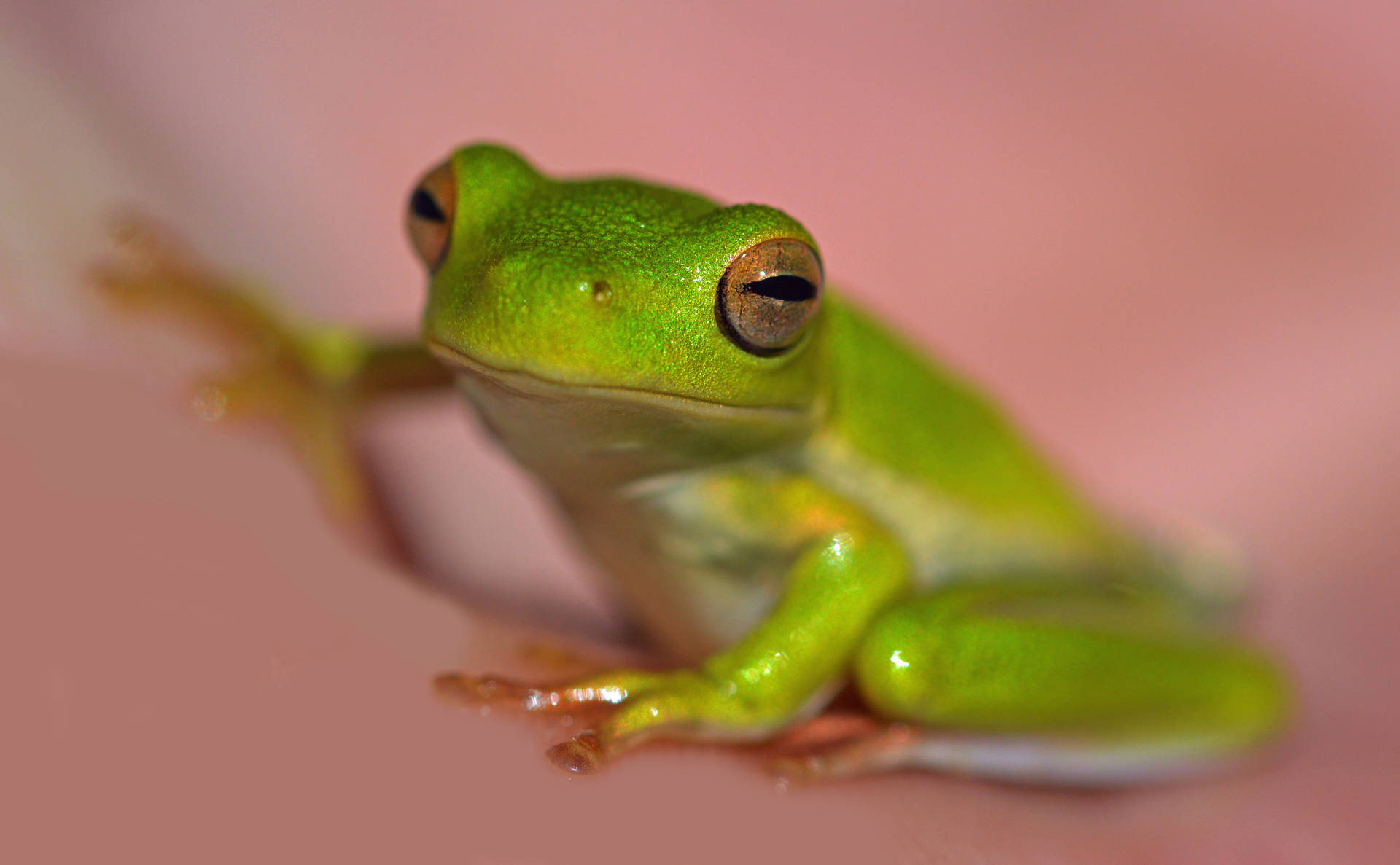 Green Frog In Pink Background