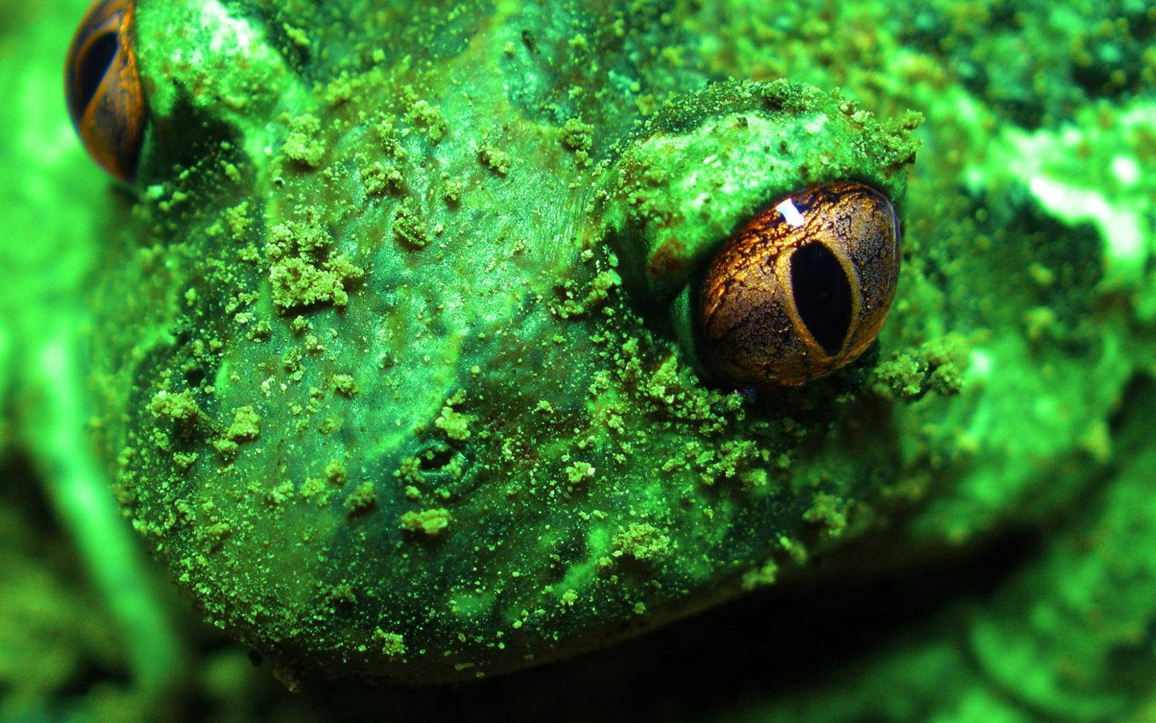 Green Frog Macro Photography Background