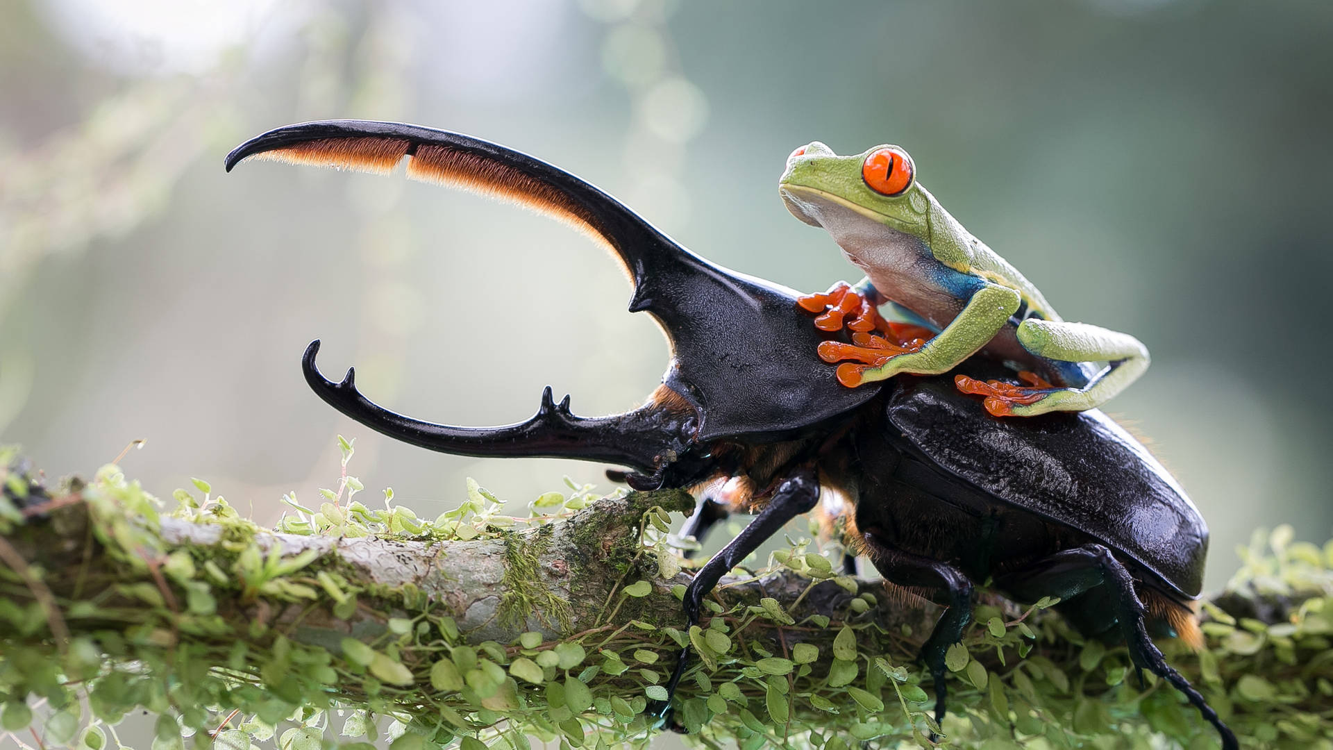 Green Frog On A Beetle