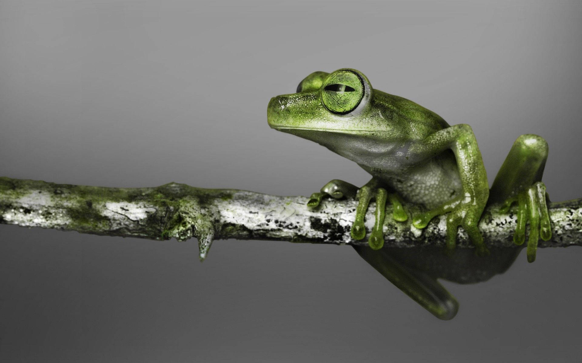 Green Frog On A Brach Background