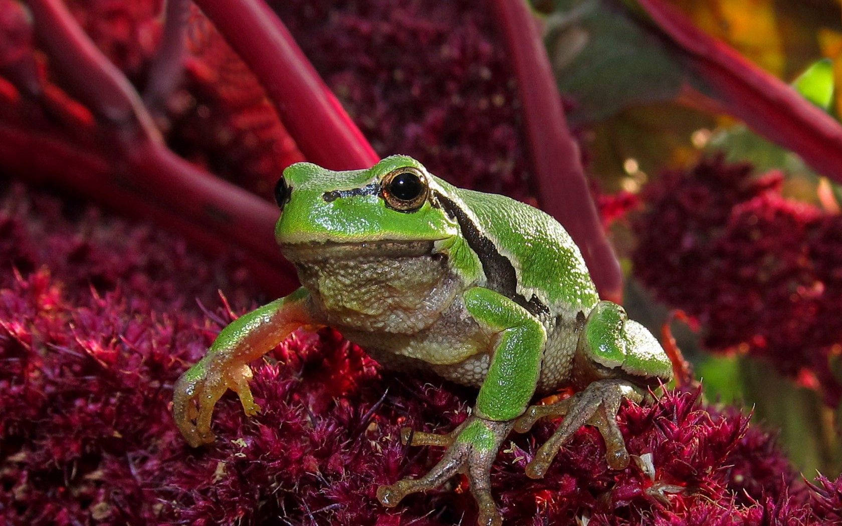 Green Frog On Pink Plant Background