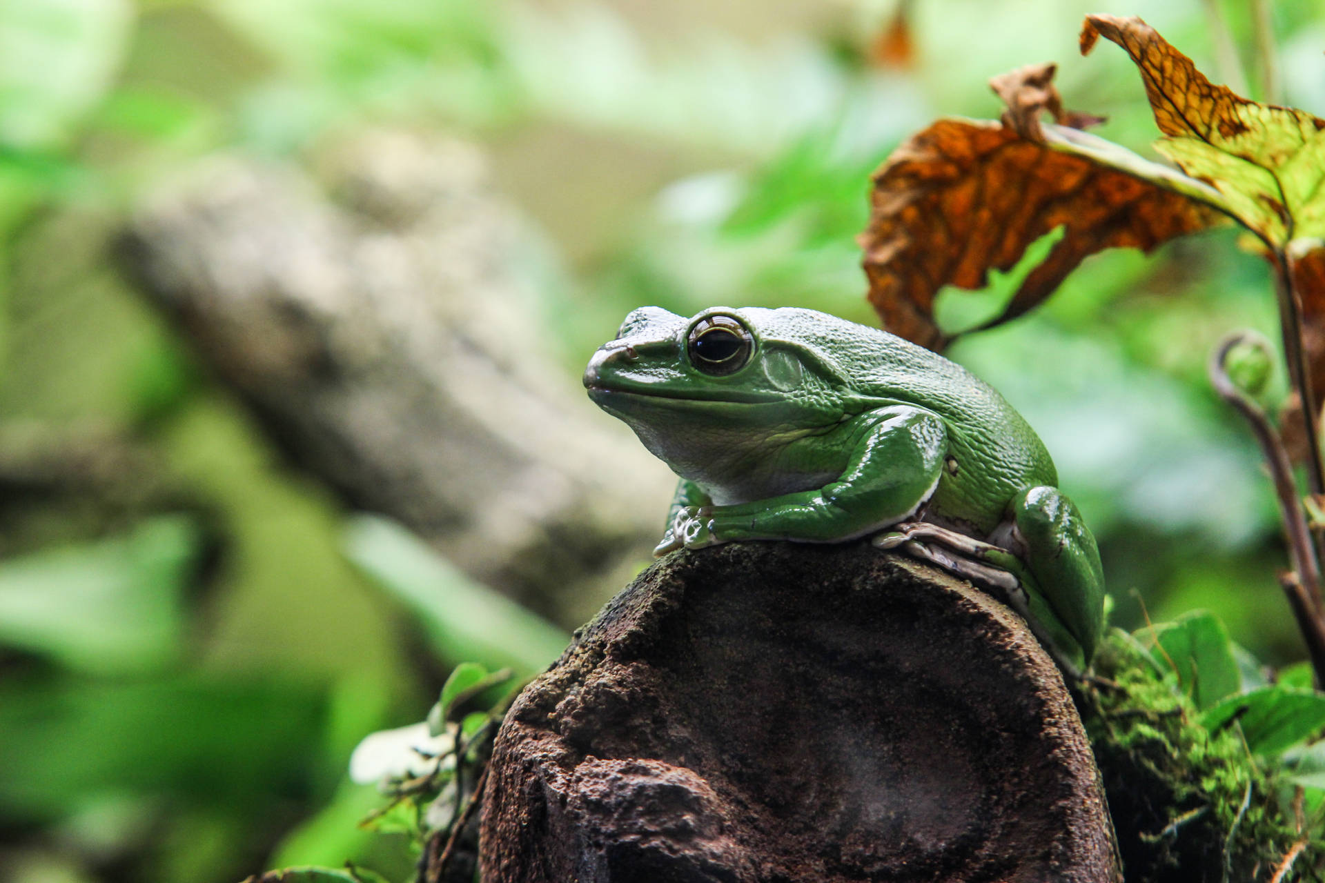 Green Frog On Rock Background
