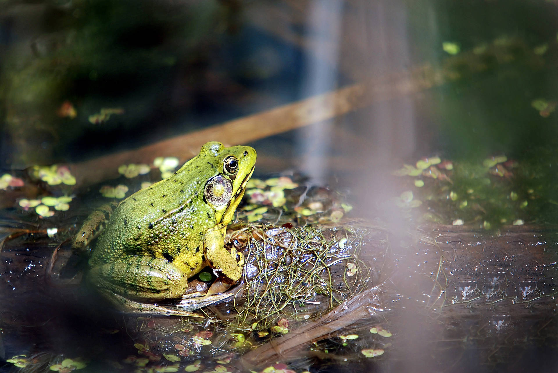 Green Frog On Swamp Background