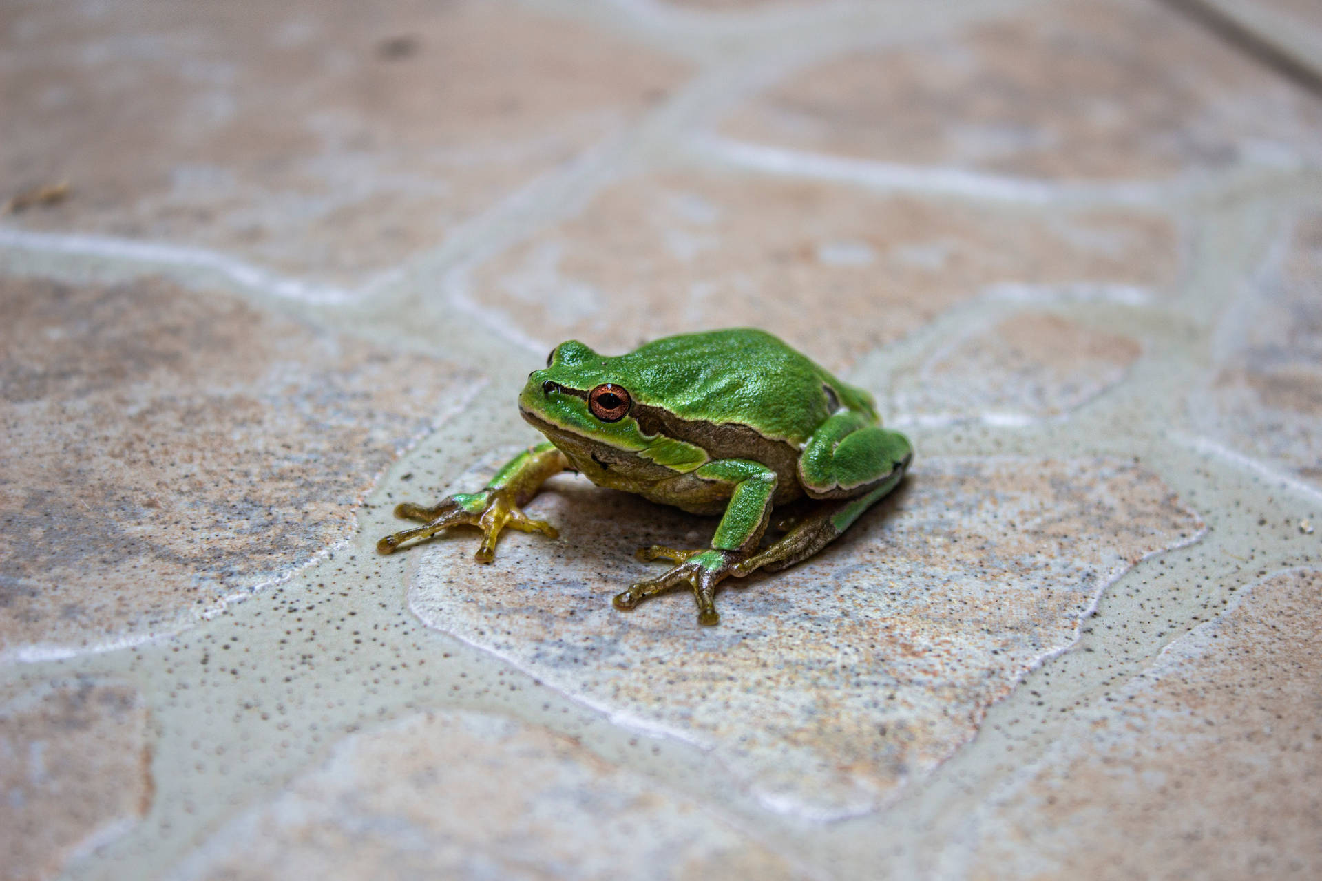 Green Frog On Tiled Floor Background