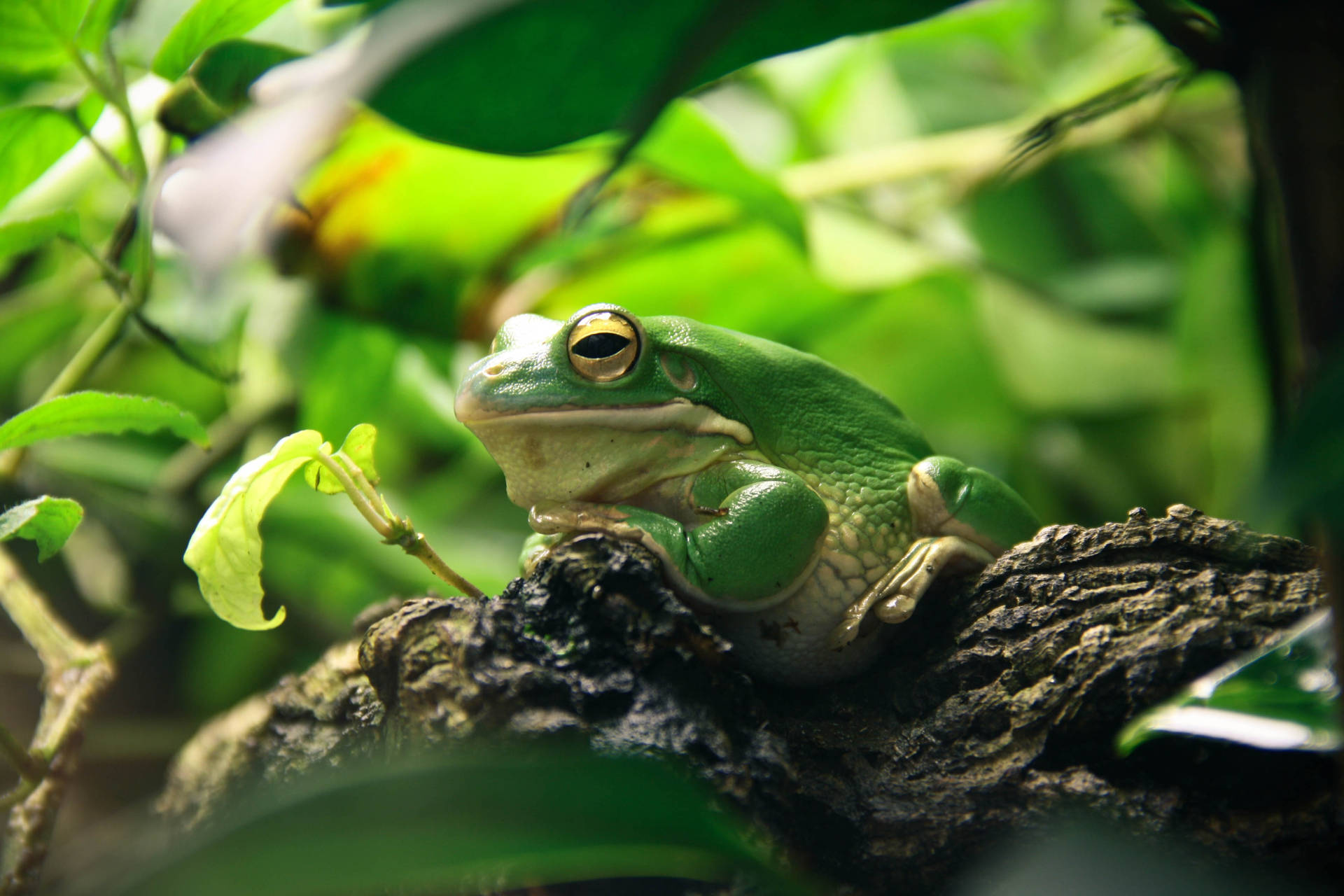 Green Frog On Tree Branch Background