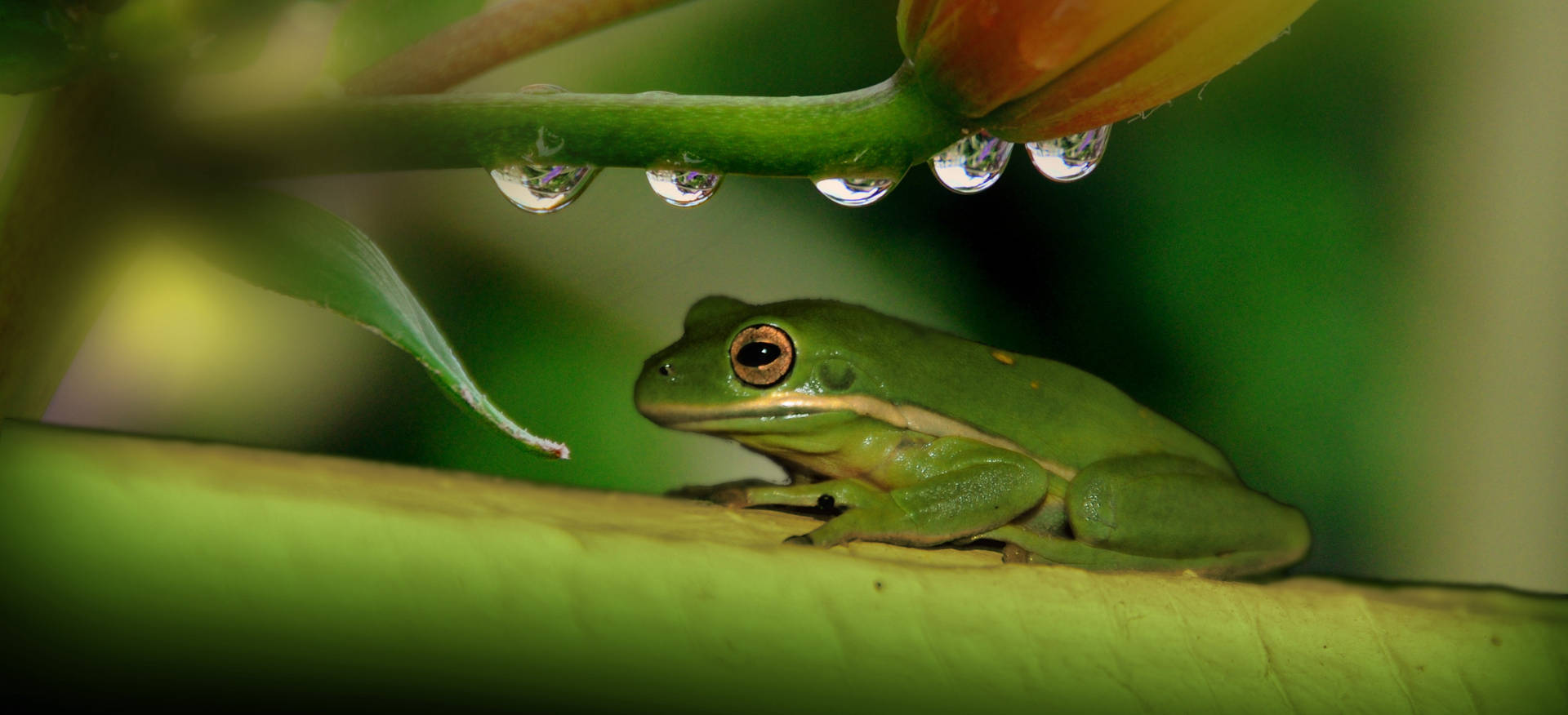 Green Frog Under Stem Background