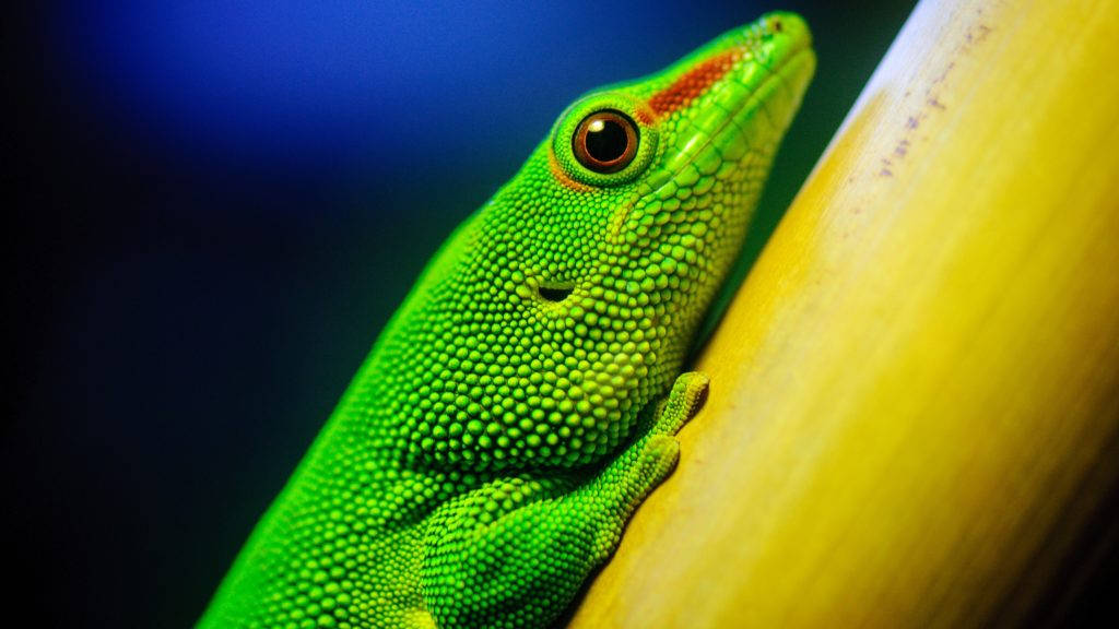 Green Gecko 4k Desktop Background