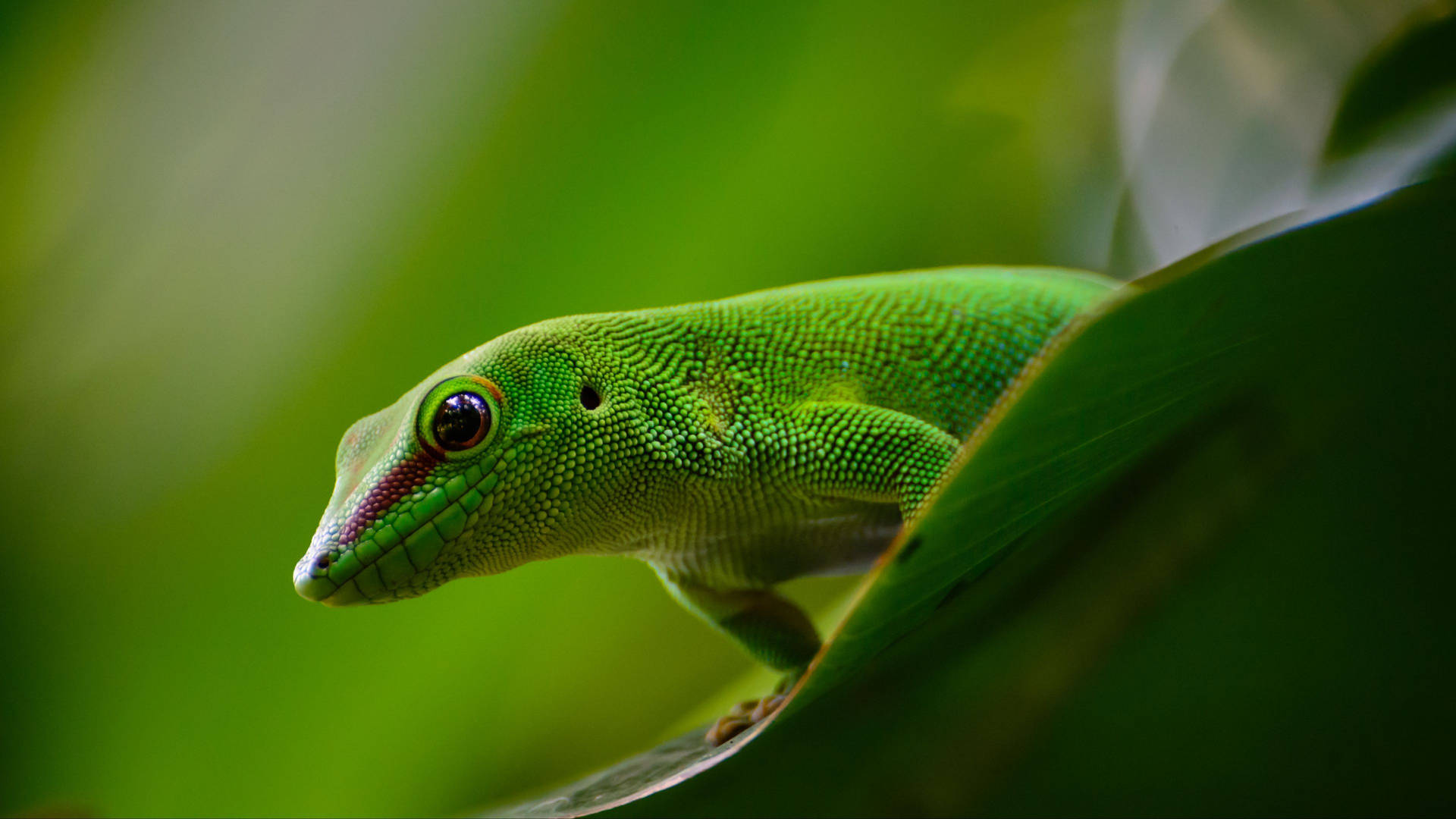 Green Gecko On Green Leaf Background