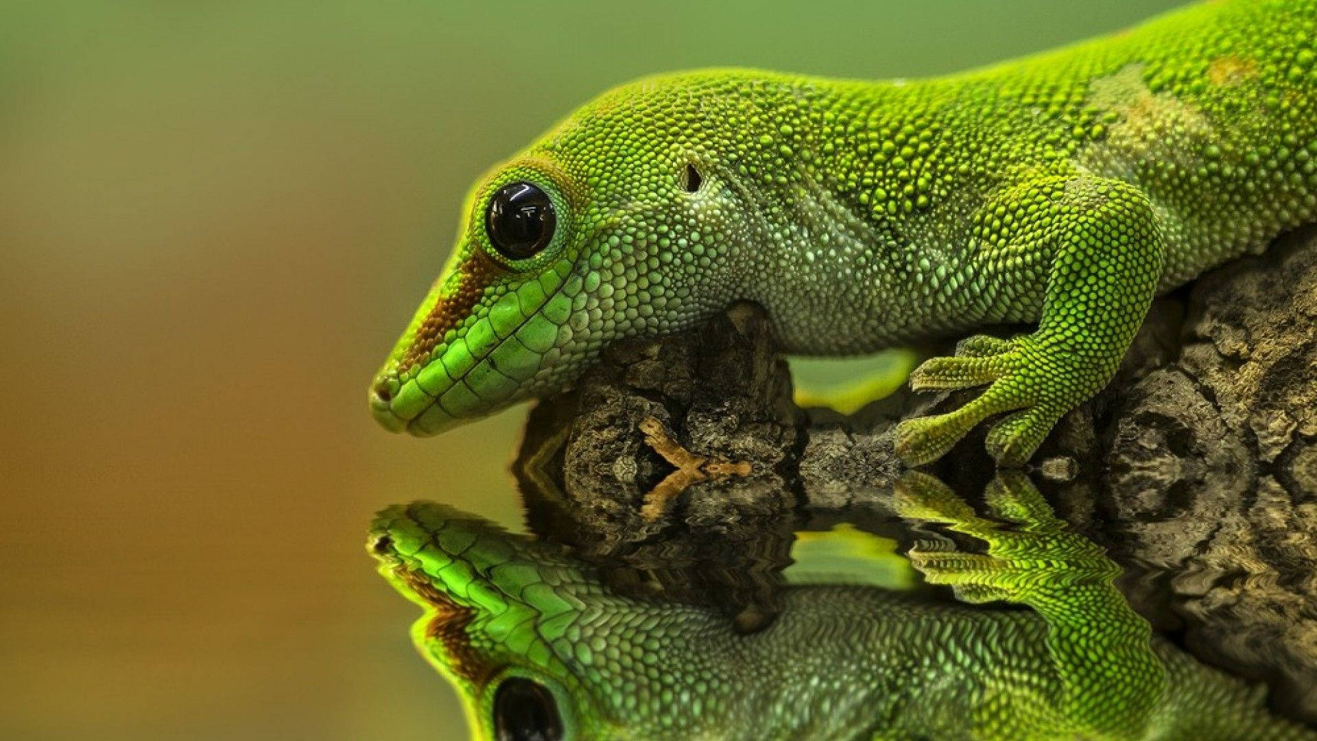 Green Gecko Reptile