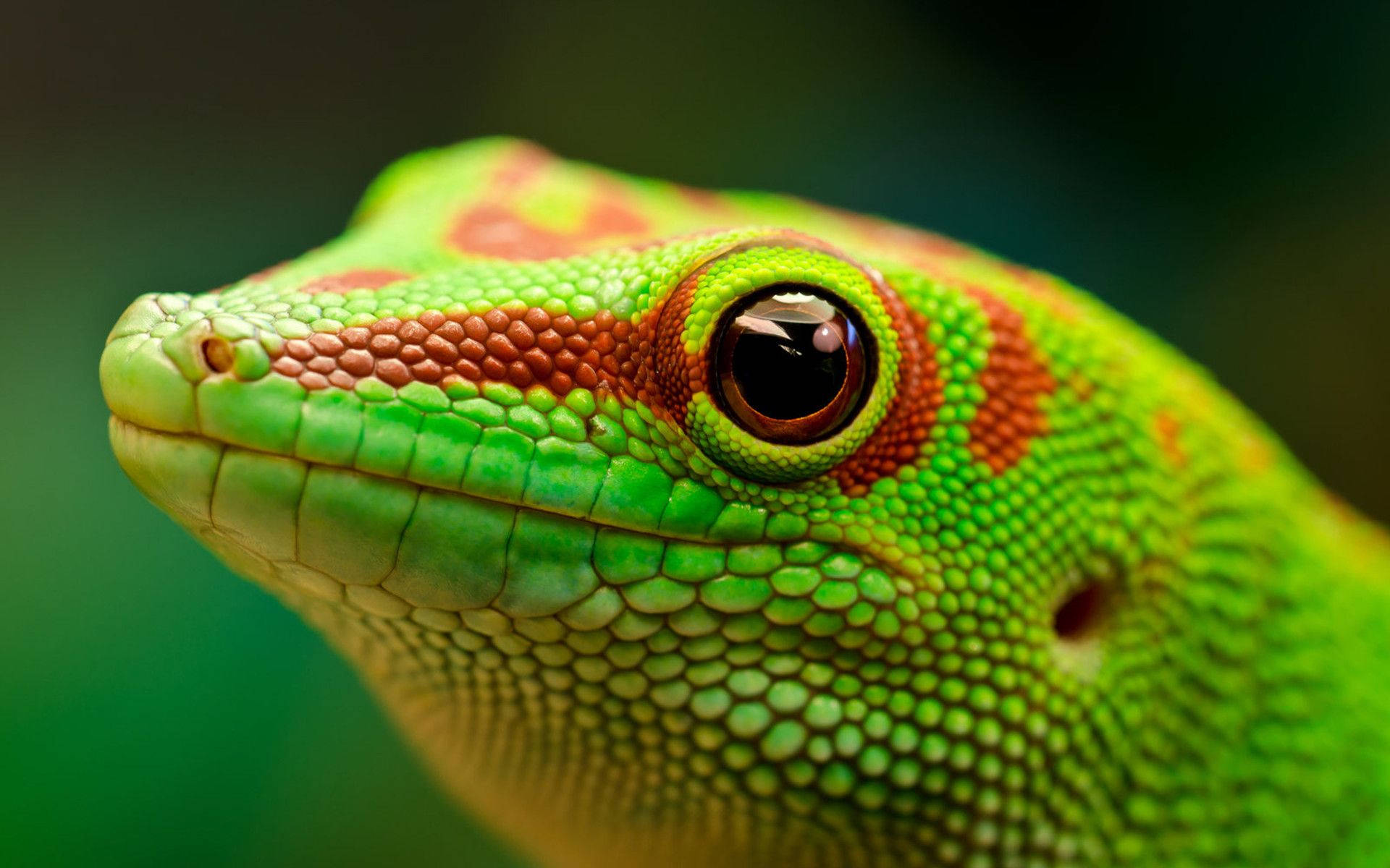 Green Gecko With Red Spots