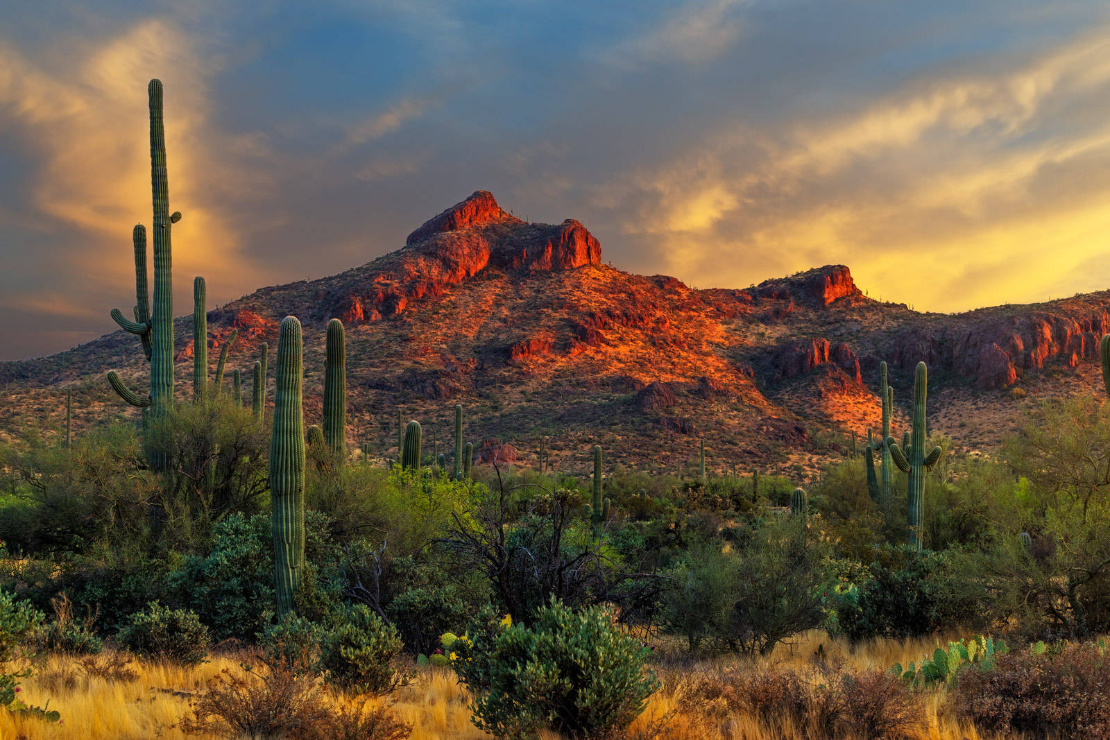 Green Giant Cactus Arizona Desert Background