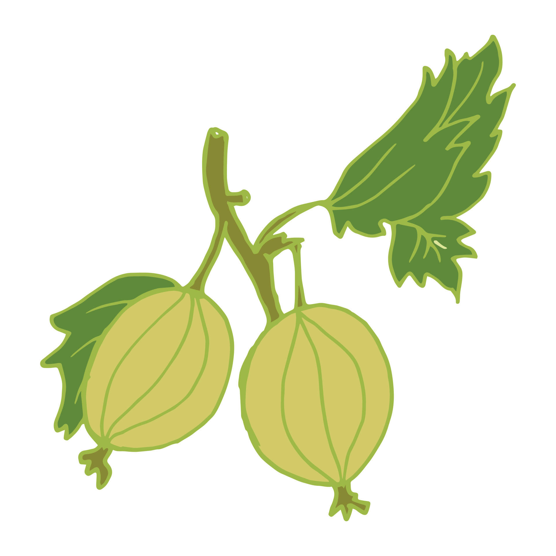 Green Gooseberry Art Drawing Background