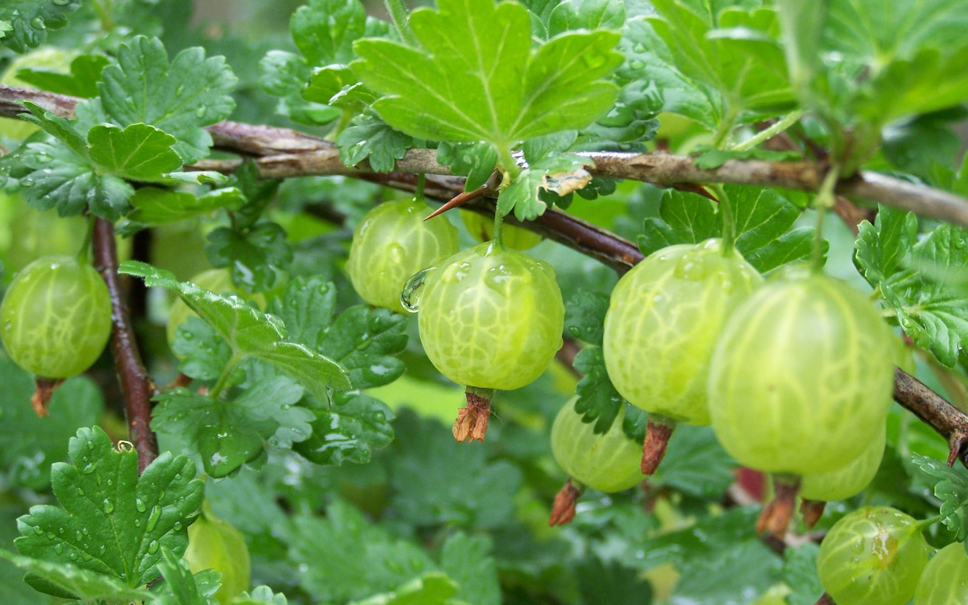 Green Gooseberry Fruit Background