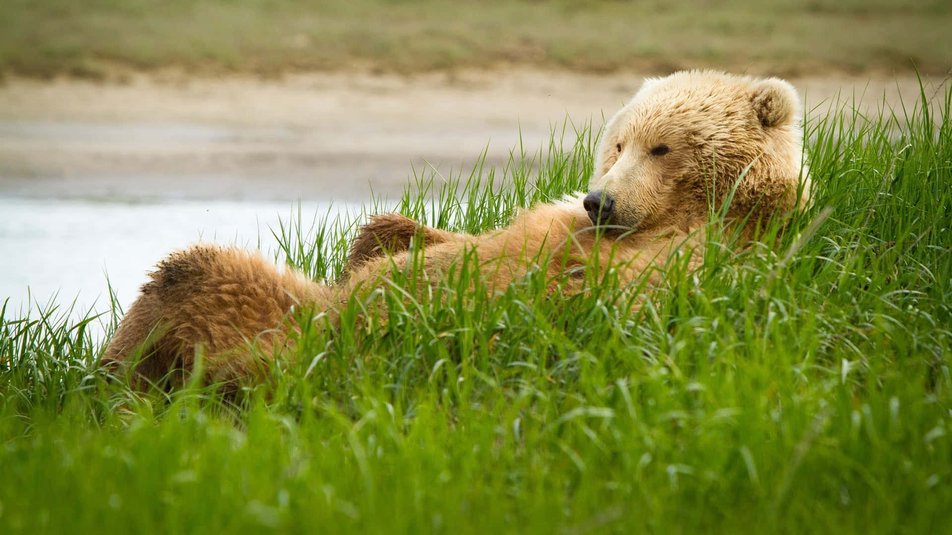 Green Grass And Brown Bear Background